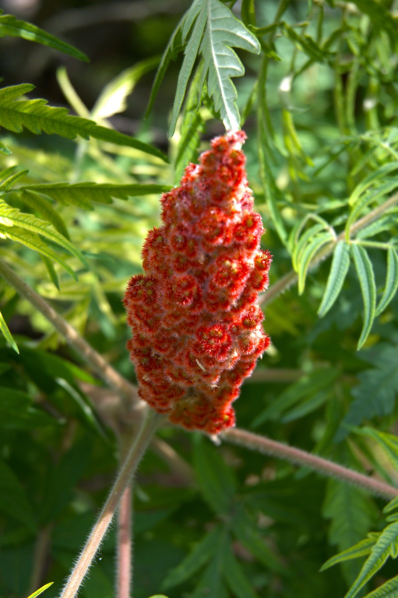 红毛药材功效与作用：抗氧化、抗炎、降血糖等 - 全面解析