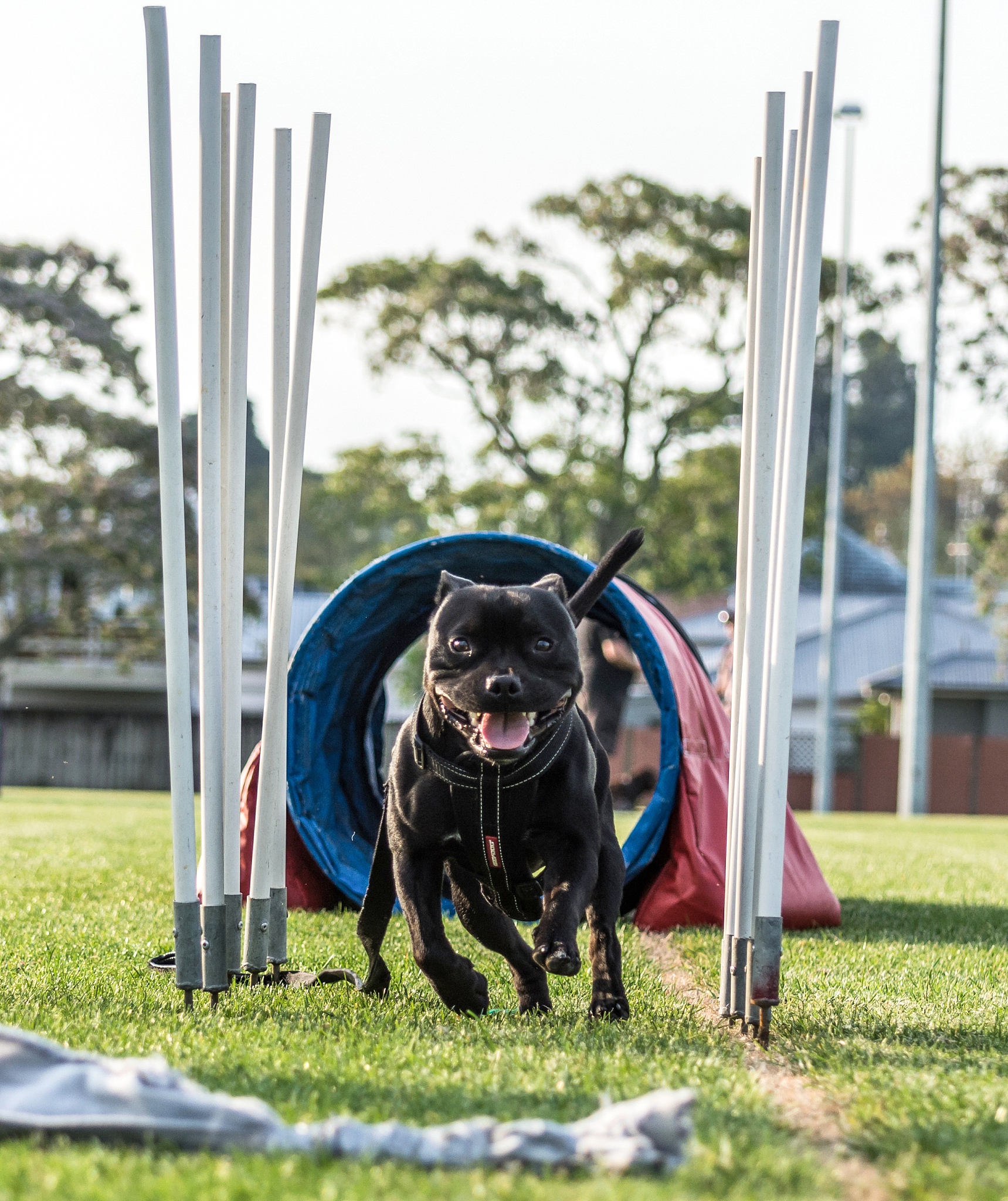 魔幻之旅：宠物召唤师 - 召唤宠物，开启奇妙冒险