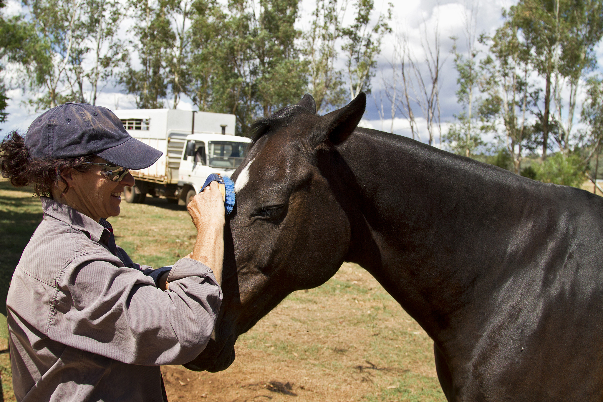 horse getting brush