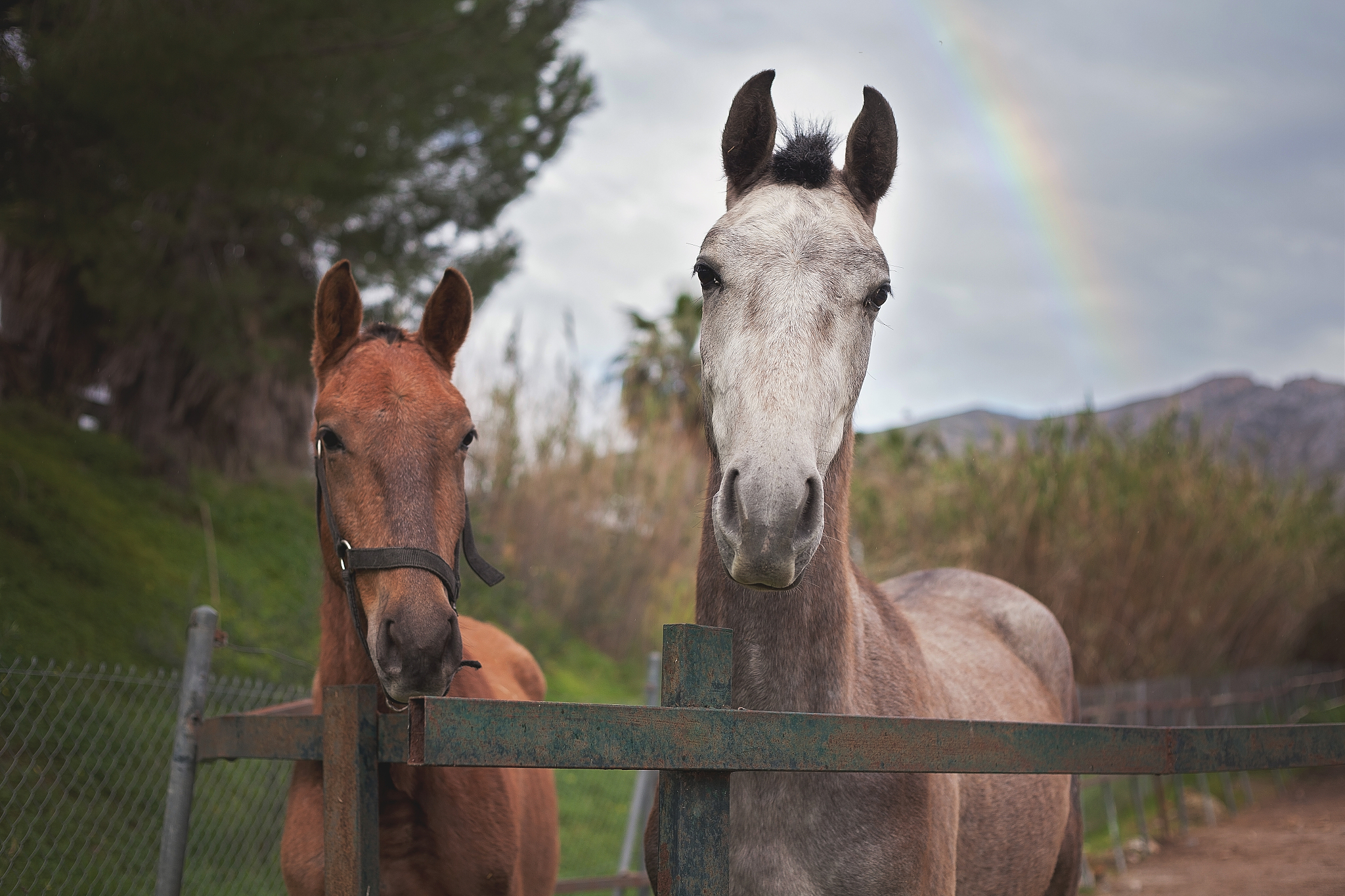 young horses looking at camera