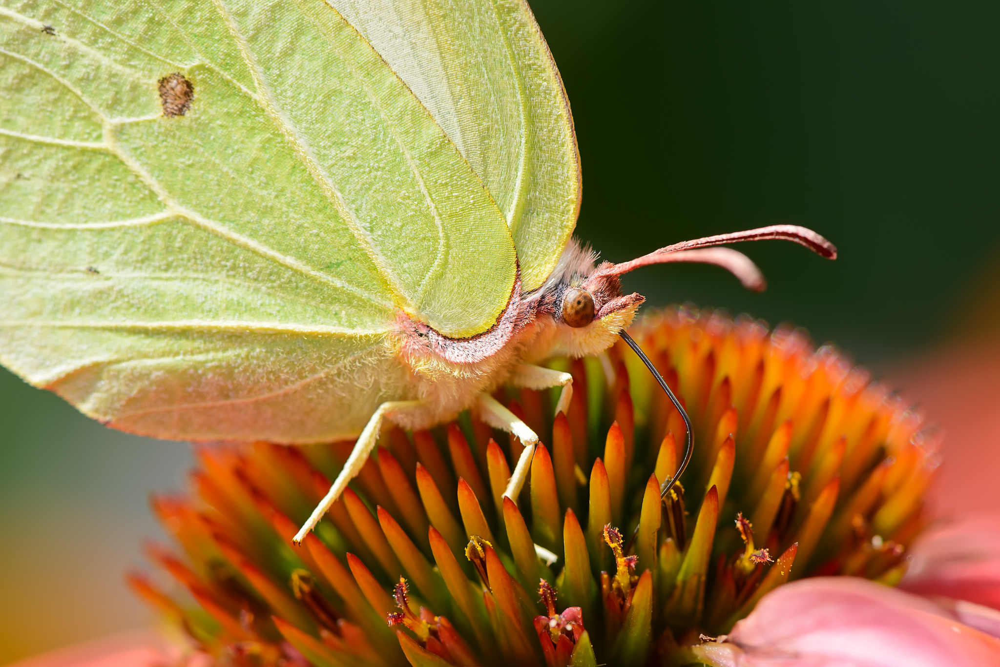 close-up of insect on flower