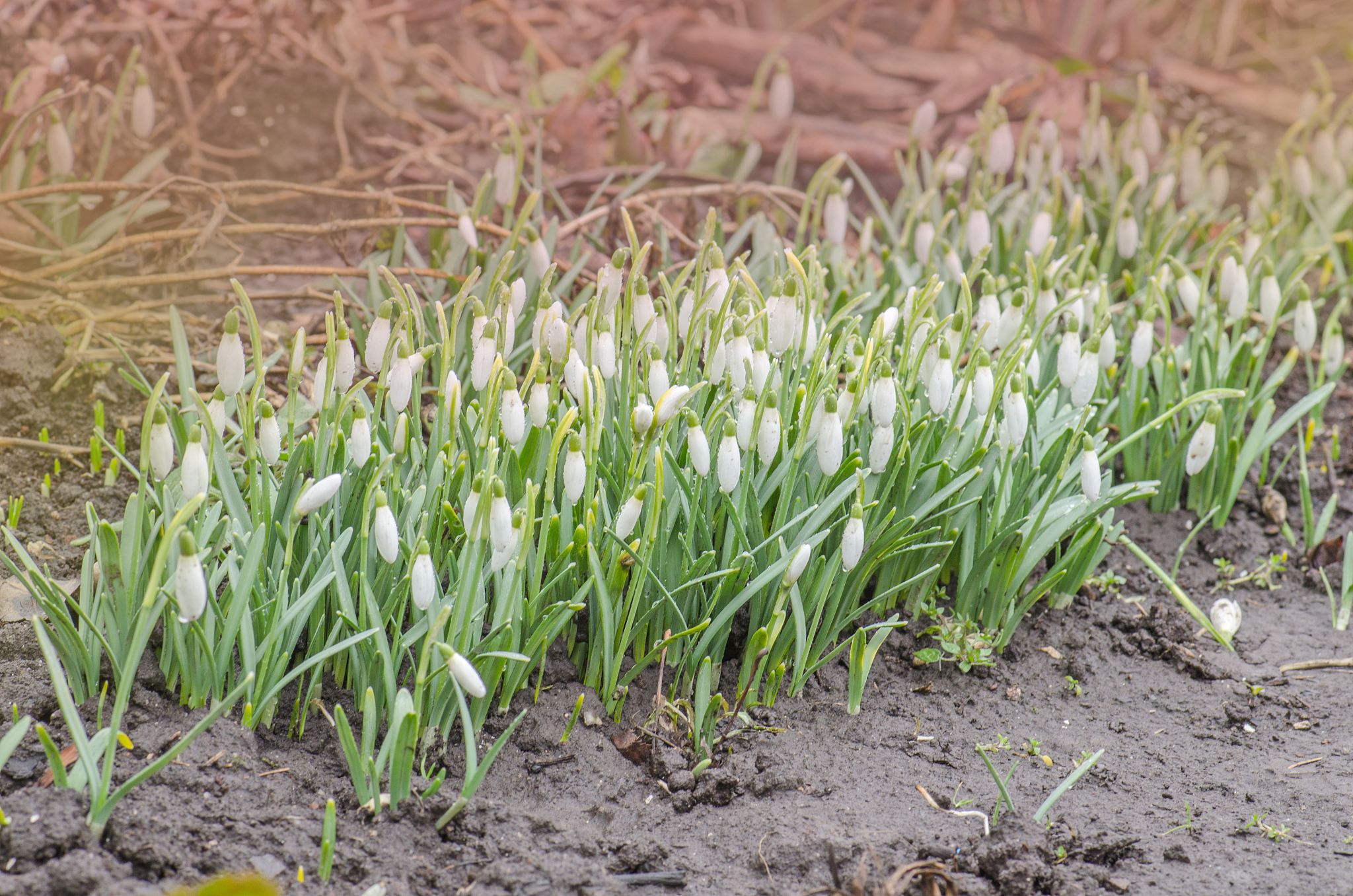 snowdrop spring flower in forest