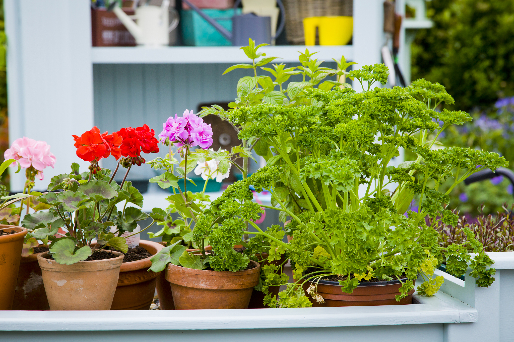 移栽花卉浇水施肥指南：何时浇水，何时施肥？