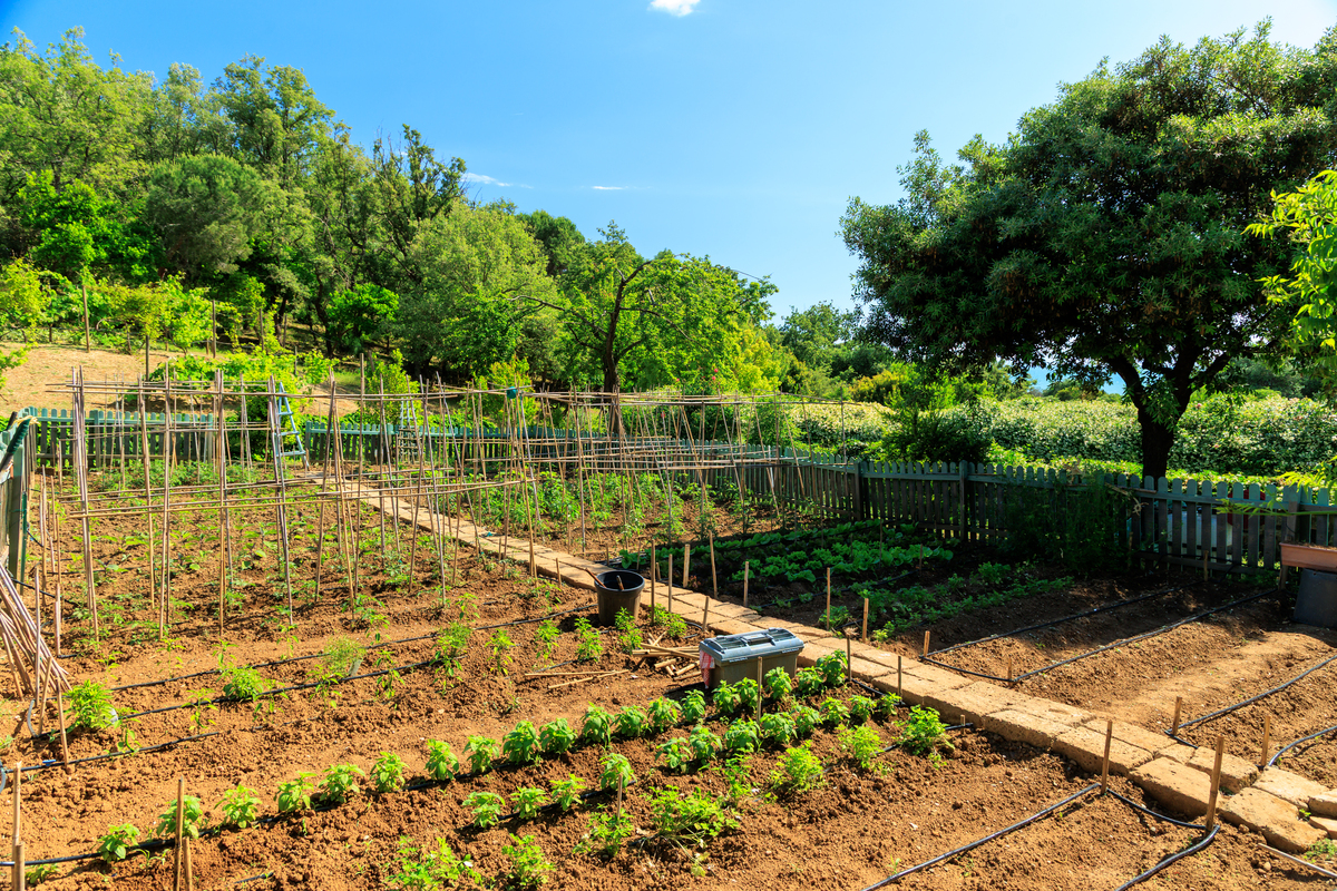 请你帮我写一份有关生态农场结合城市对乡村租借土地种植生态植物和实地露营的市场分析其中市场分析包括市场规模和企业所占市场份额的文案