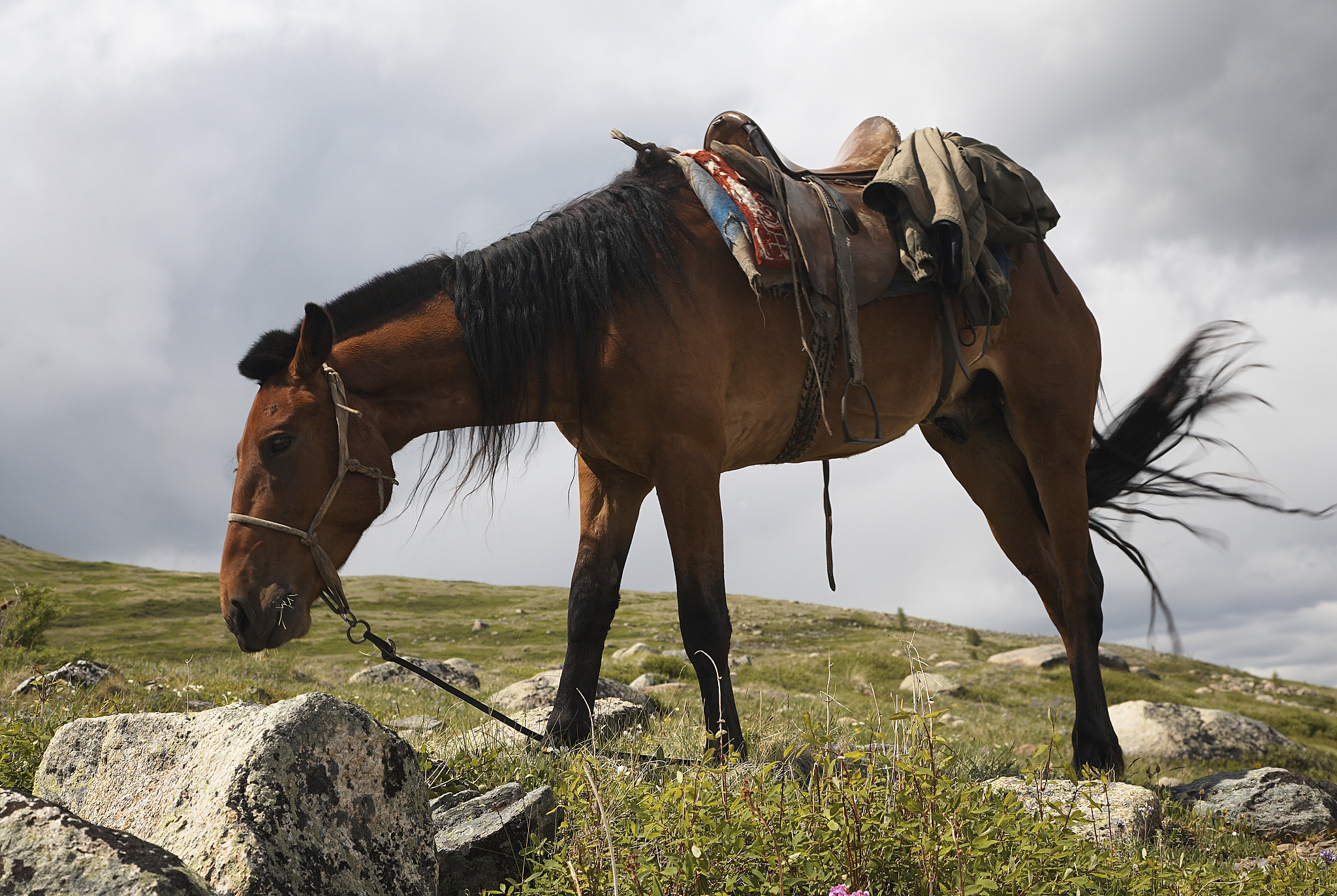 horse