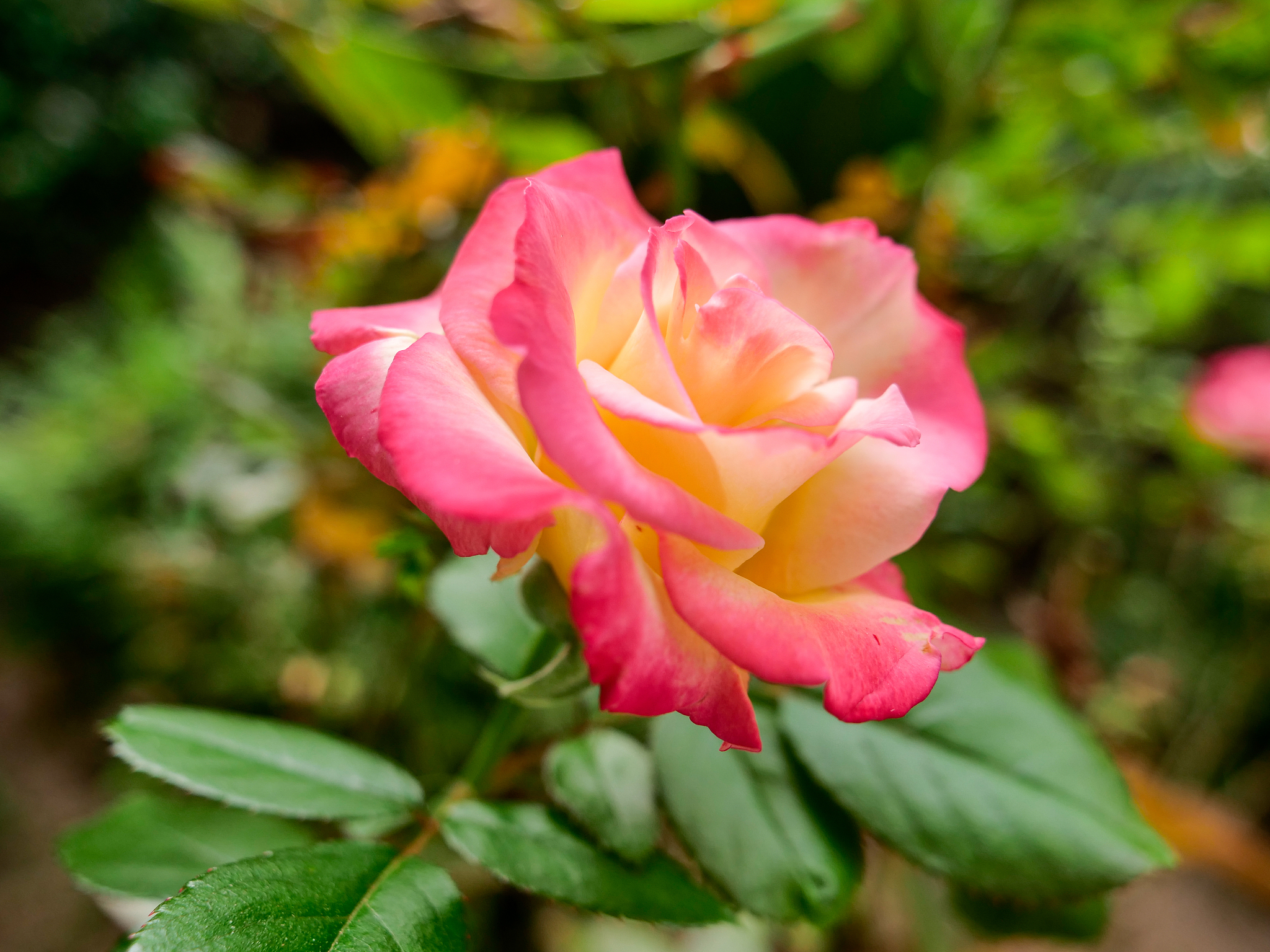 园艺植物育种方案