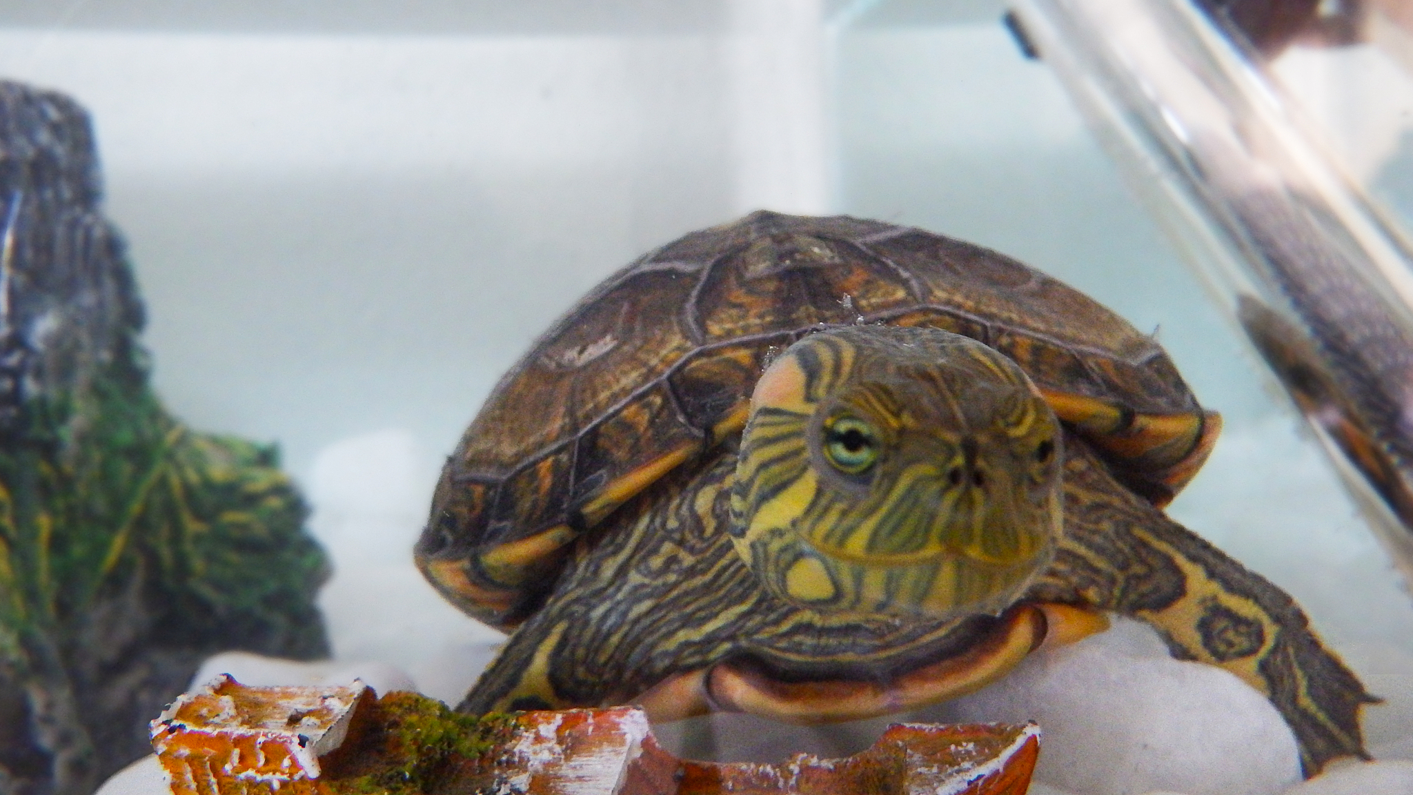 smiling turtle
