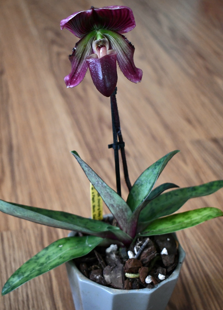 东雪莲：常见兰花品种，美丽易栽培