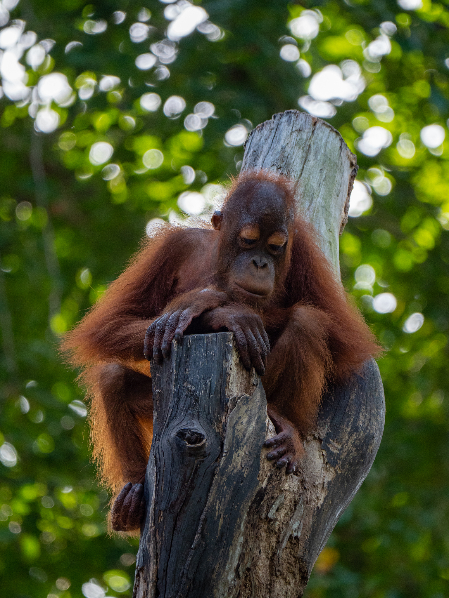 captive sumatran orangutans (orangutang, orang-utang)