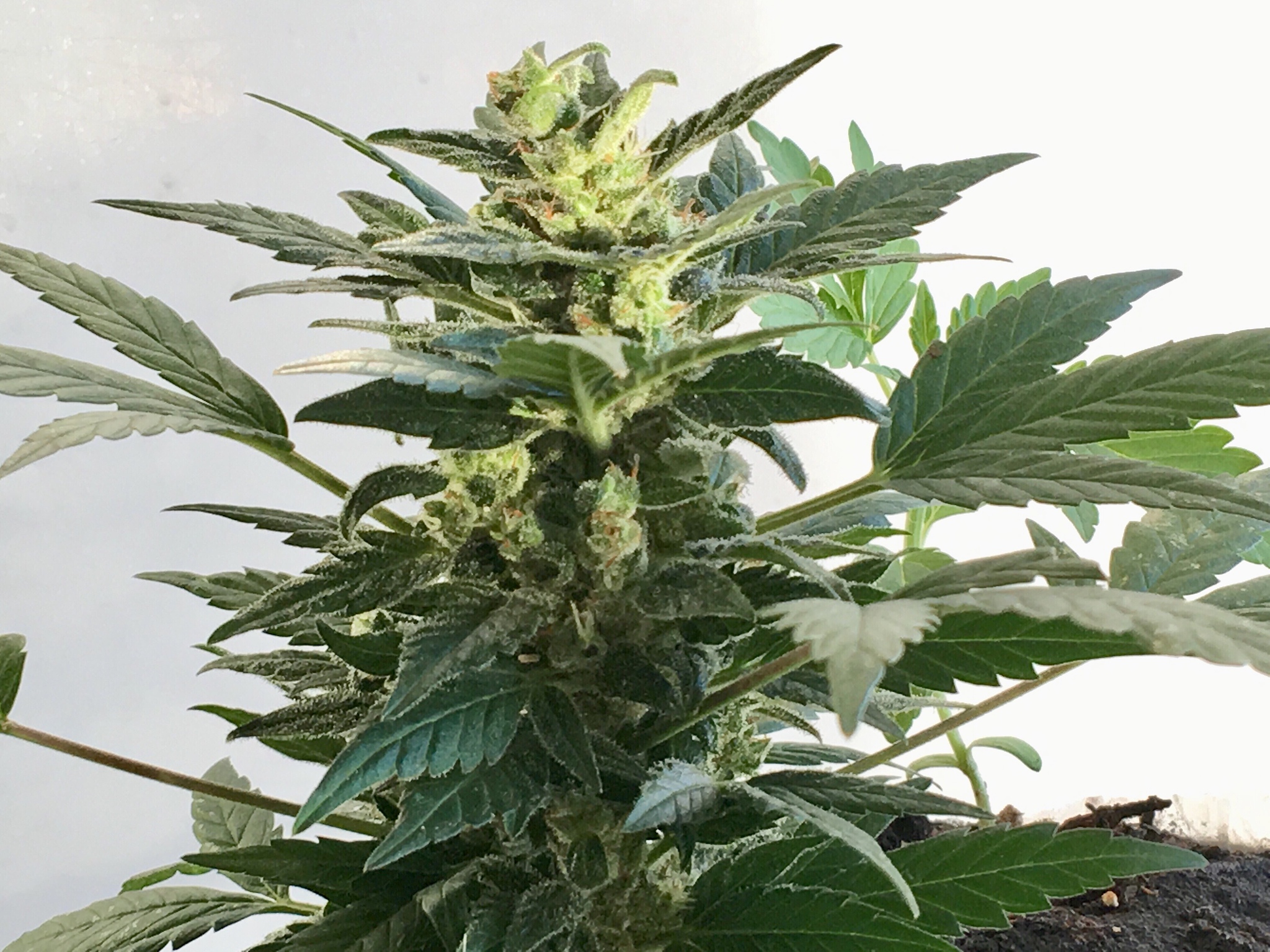 大麻种植病虫害防治指南：常见问题及药物使用