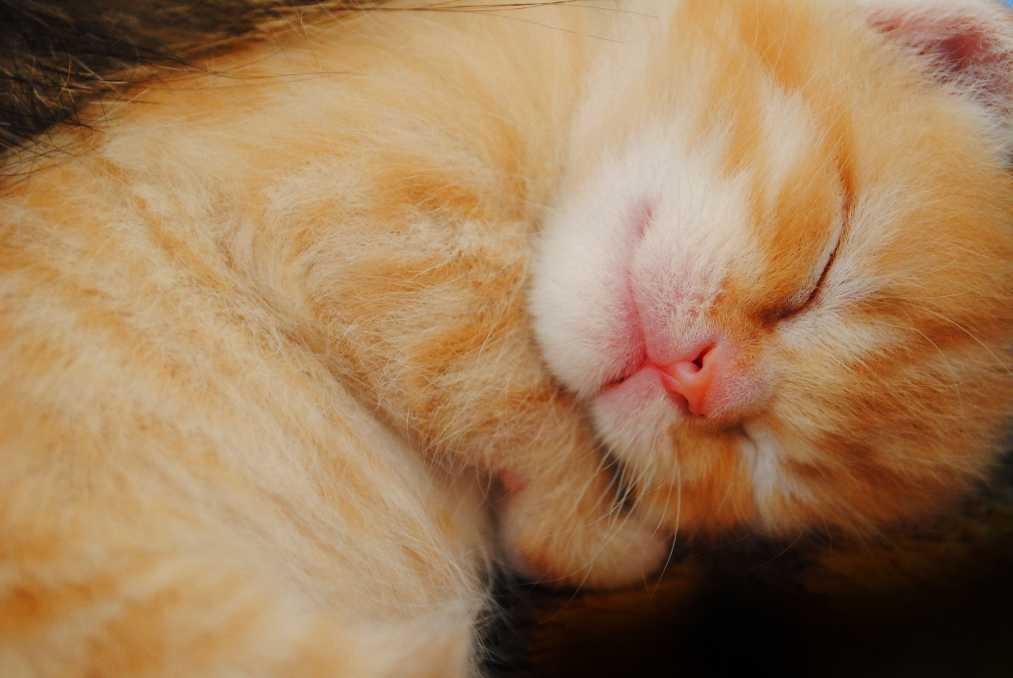 红色,小<strong>猫</strong>,水平画幅,小的,可爱的,幼小动物,自然美,毛绒绒,猫,动物