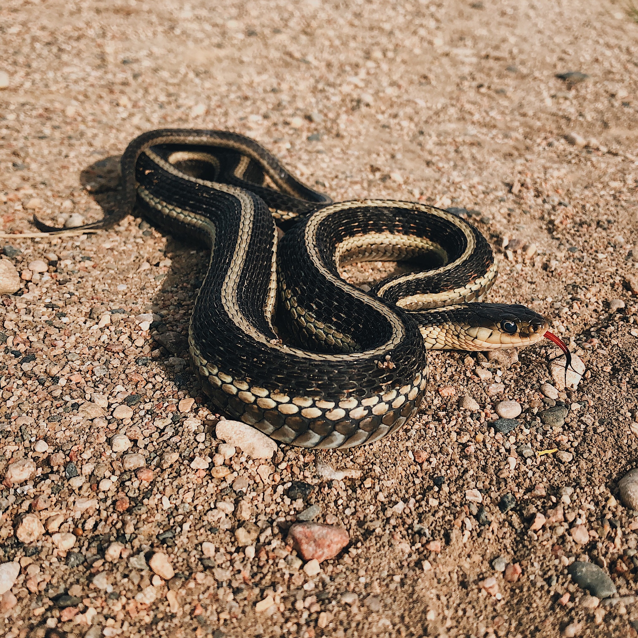 100立方沙子公式是什么100立方沙子的公式是：体积 = 长 × 宽 × 高其中长、宽、高分别表示沙子的三个尺寸单位可以是厘米、米等。长65宽55高3计算立方沙子的体积为：65 × 55 × 3 = 11325 立方厘米或立方米根据单位而定长65米宽55米高度是3米计算下立方