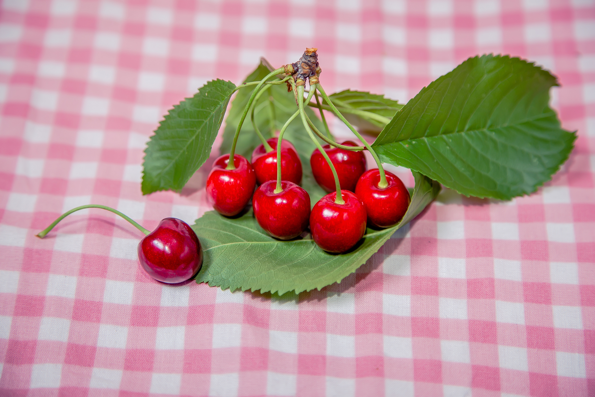 sprig of cherries, ripe cherries