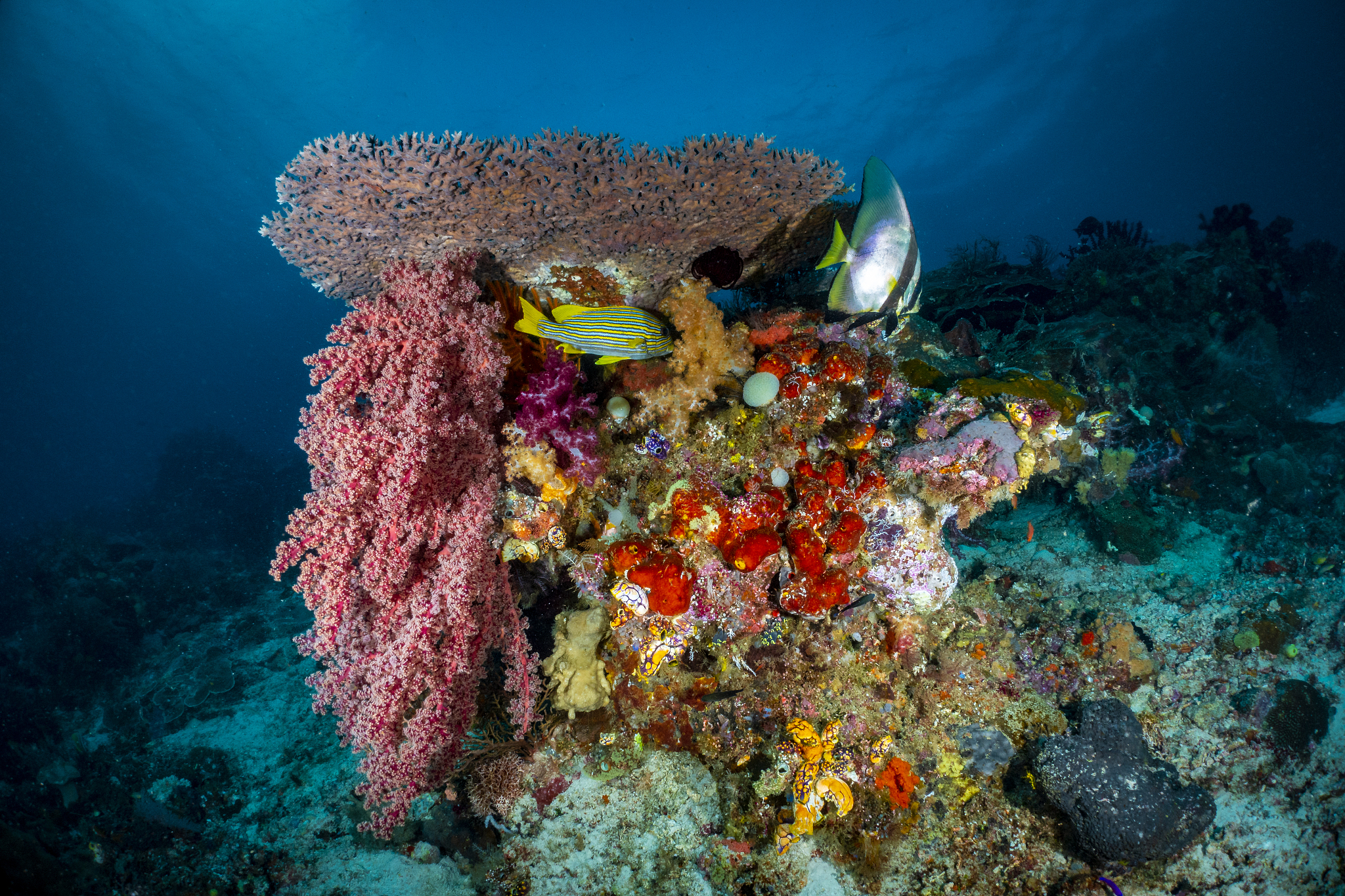 智能海洋垃圾桶设计背景