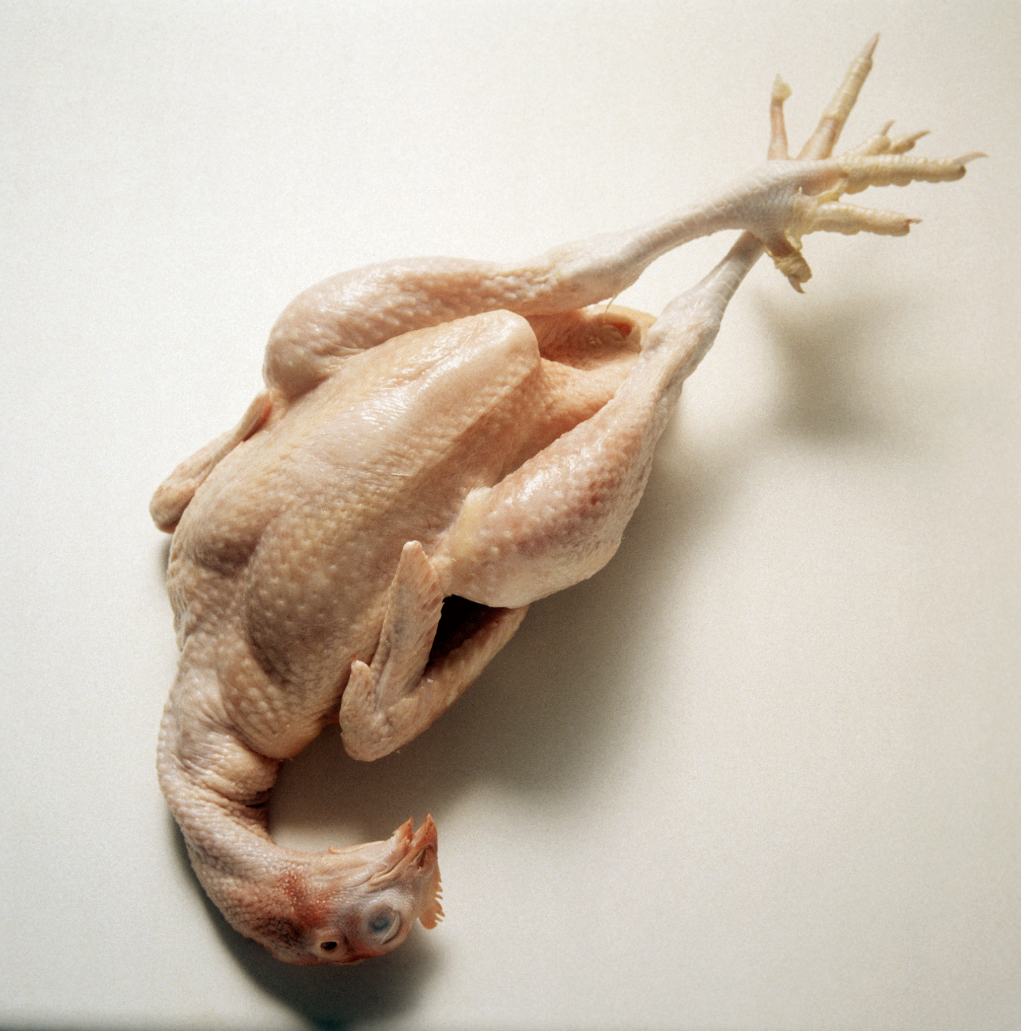 鸡爪上的硬块？鸡茧的成因、处理方法和预防措施