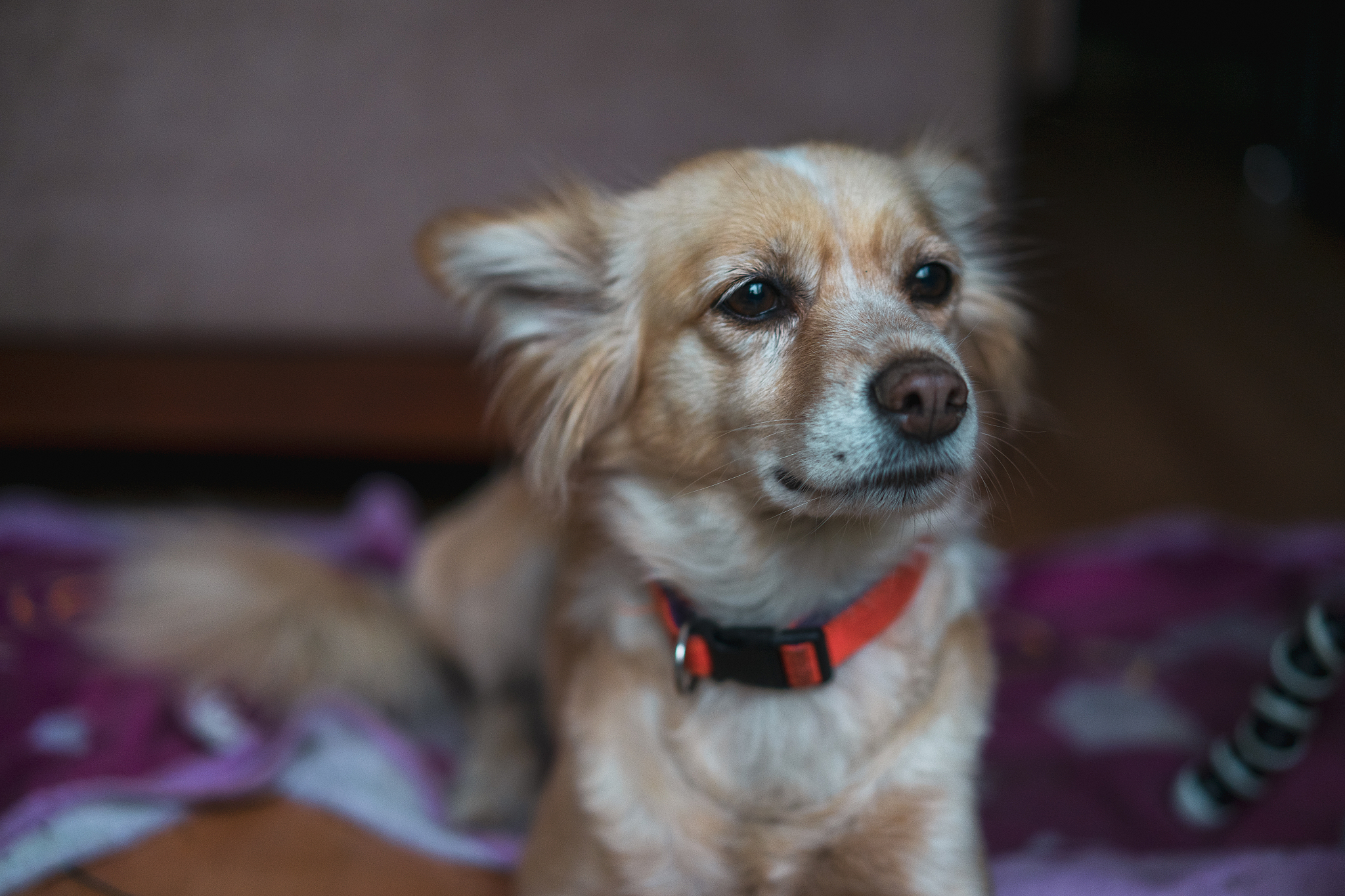 请650字的博客文章主题是：为什么热天里狗常常要吐舌头