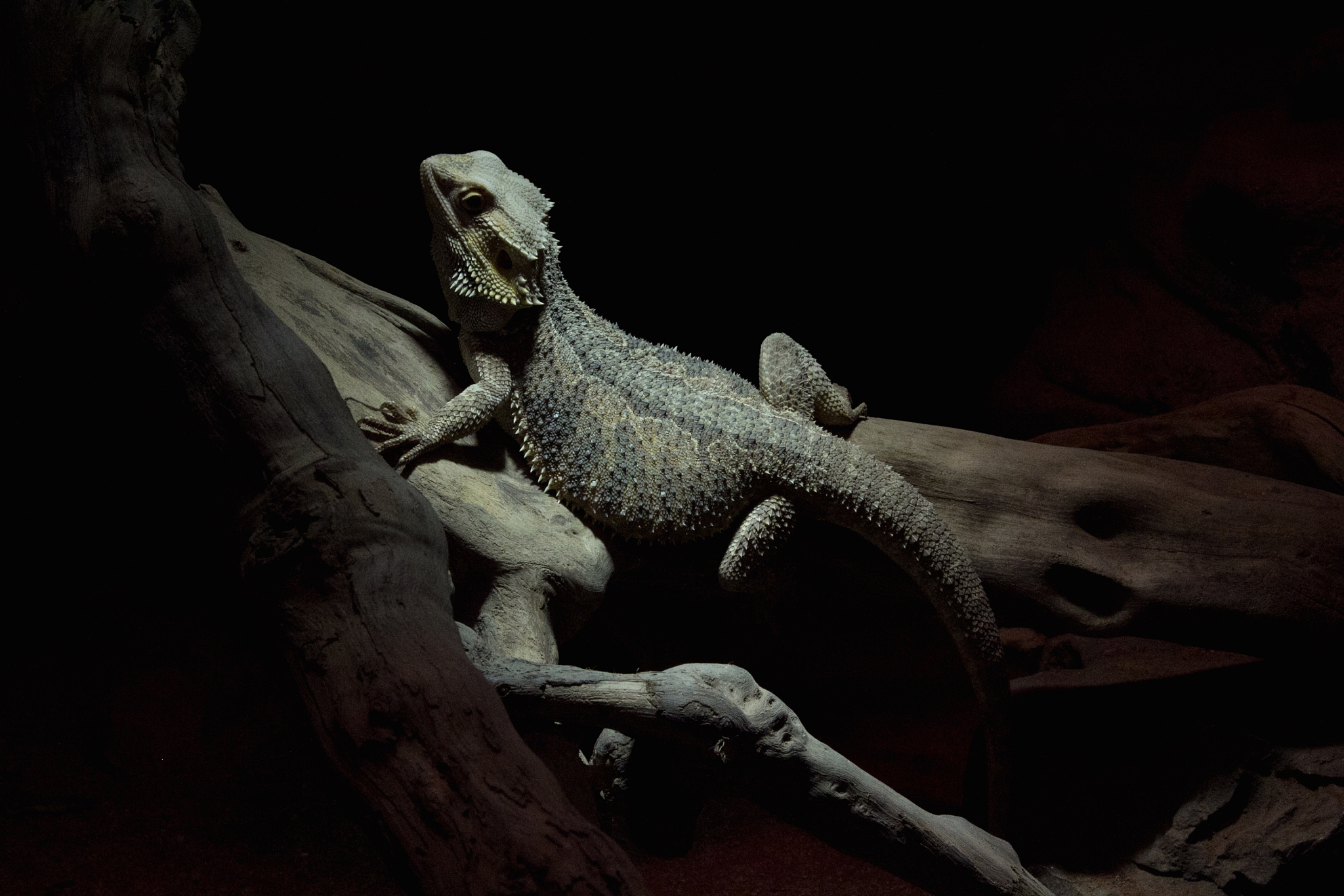 iguana