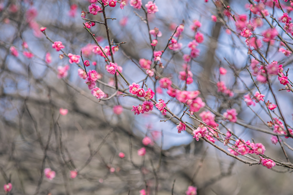十大名贵梅花盘点：名字美到极致，花朵美到想吞！