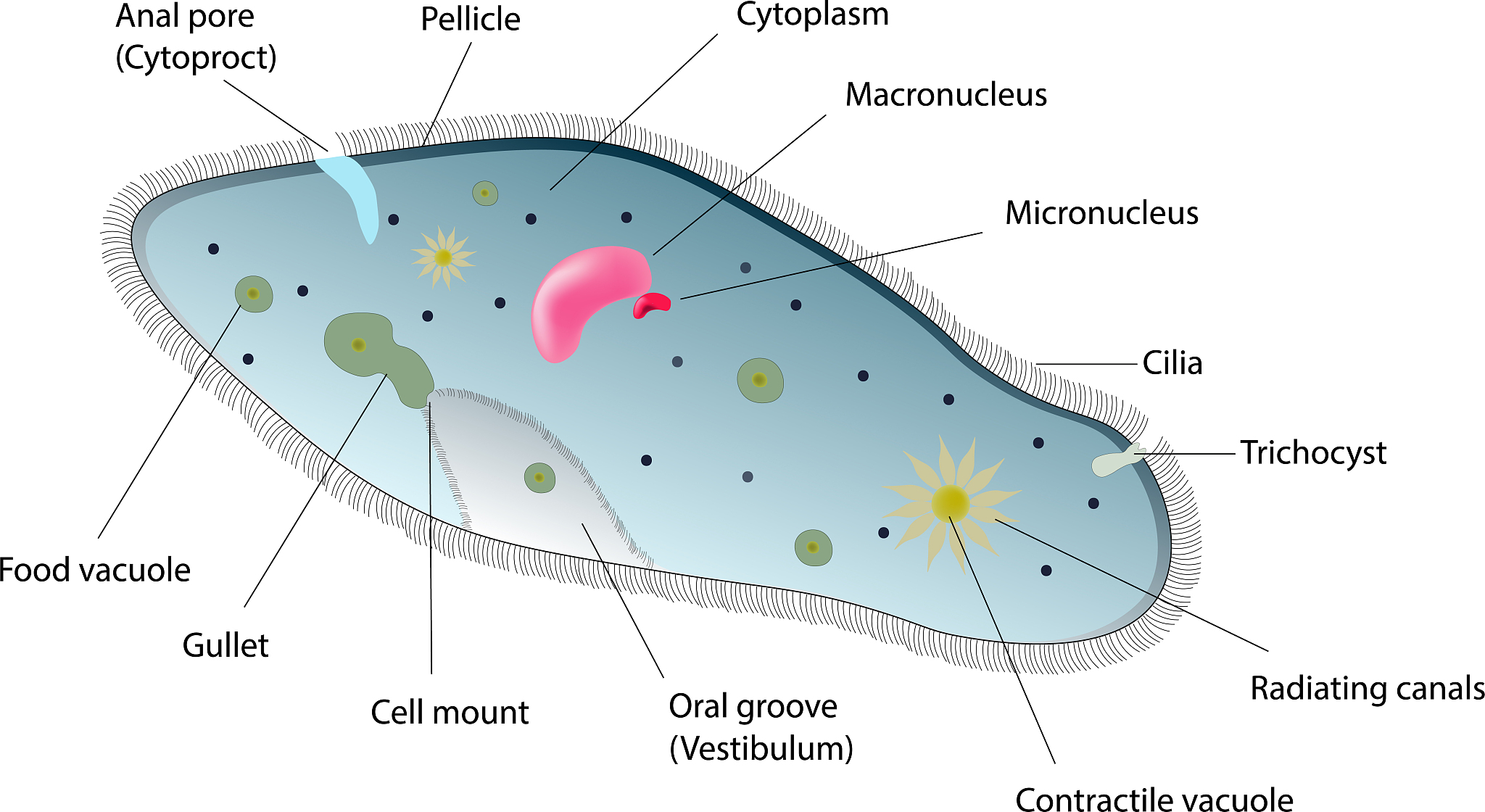 Plant lineages with microbes