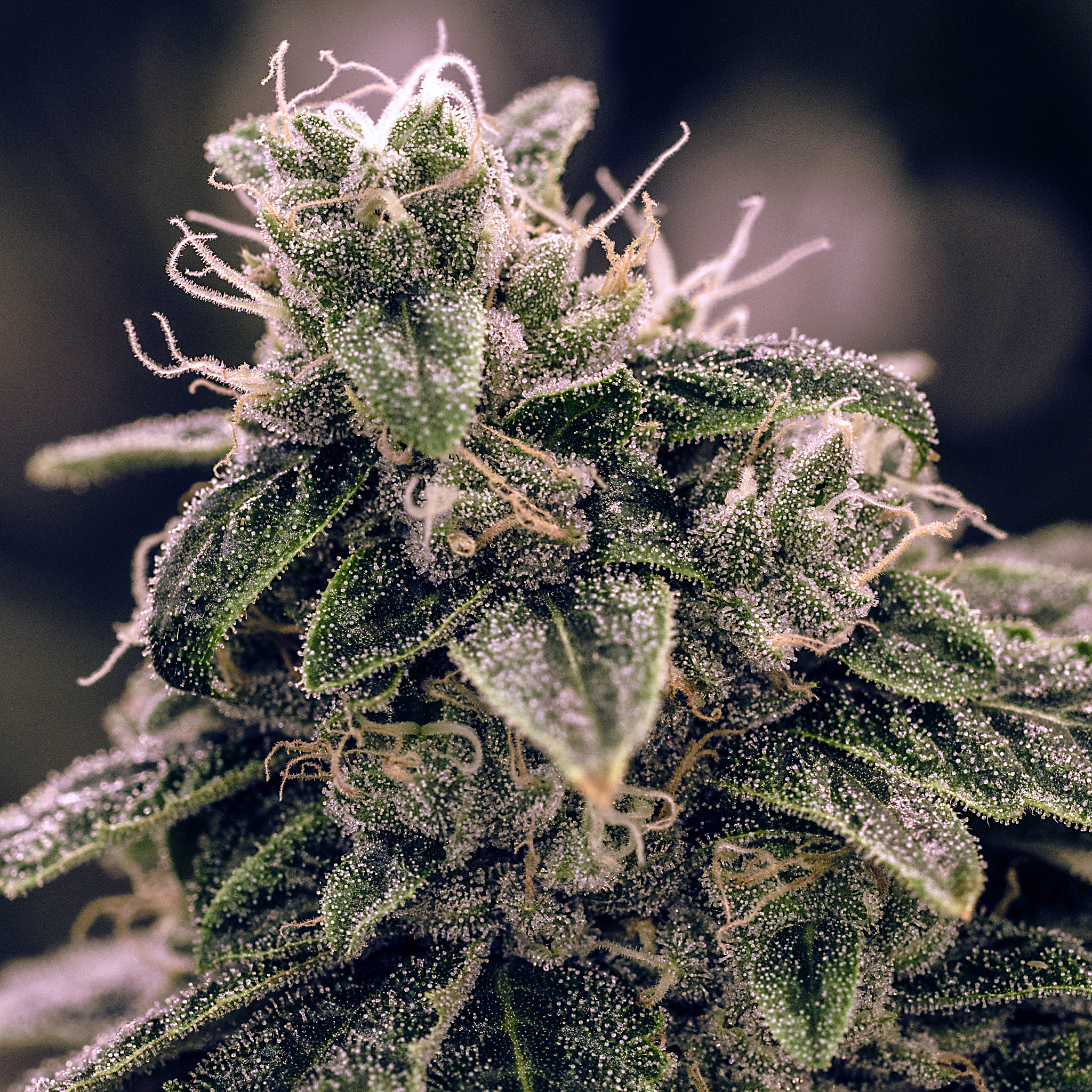 live plant cannabis bud shot