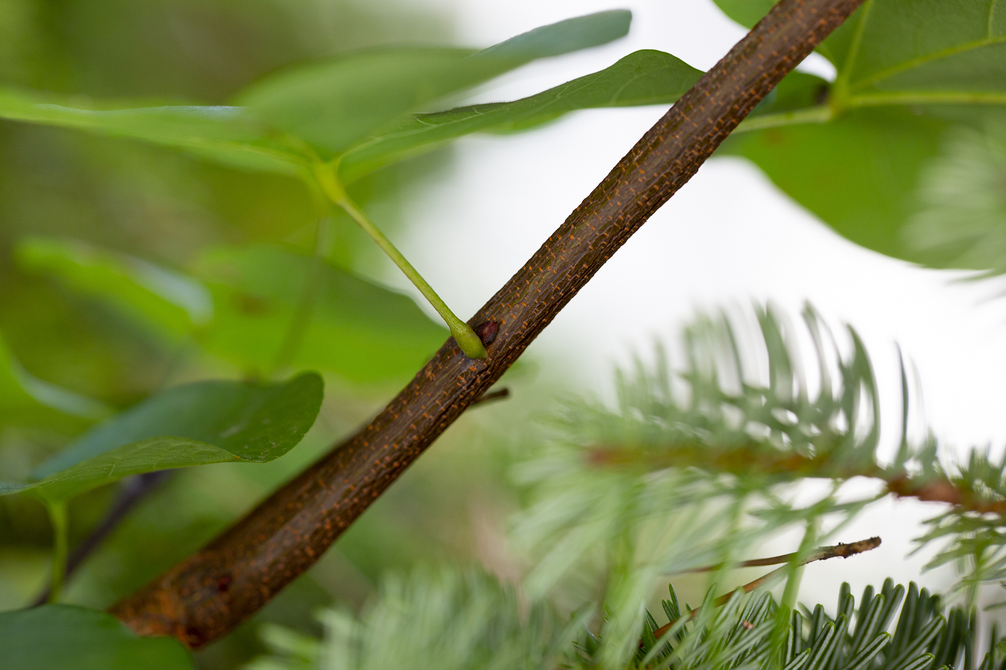 pine tree and leafs.