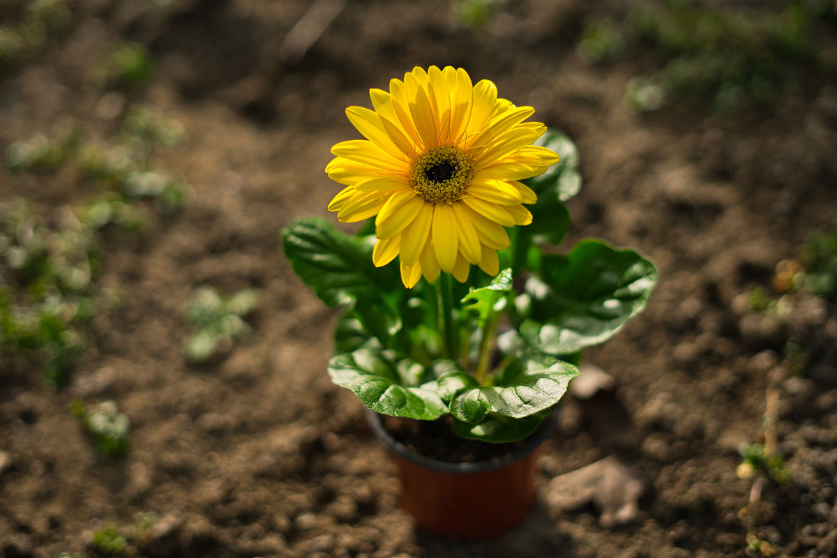 姬小菊很细软怎么办400字
