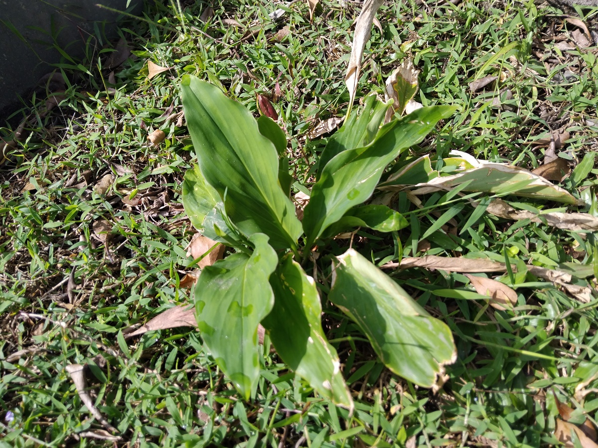 泽泻科植物特征：识别与生态作用