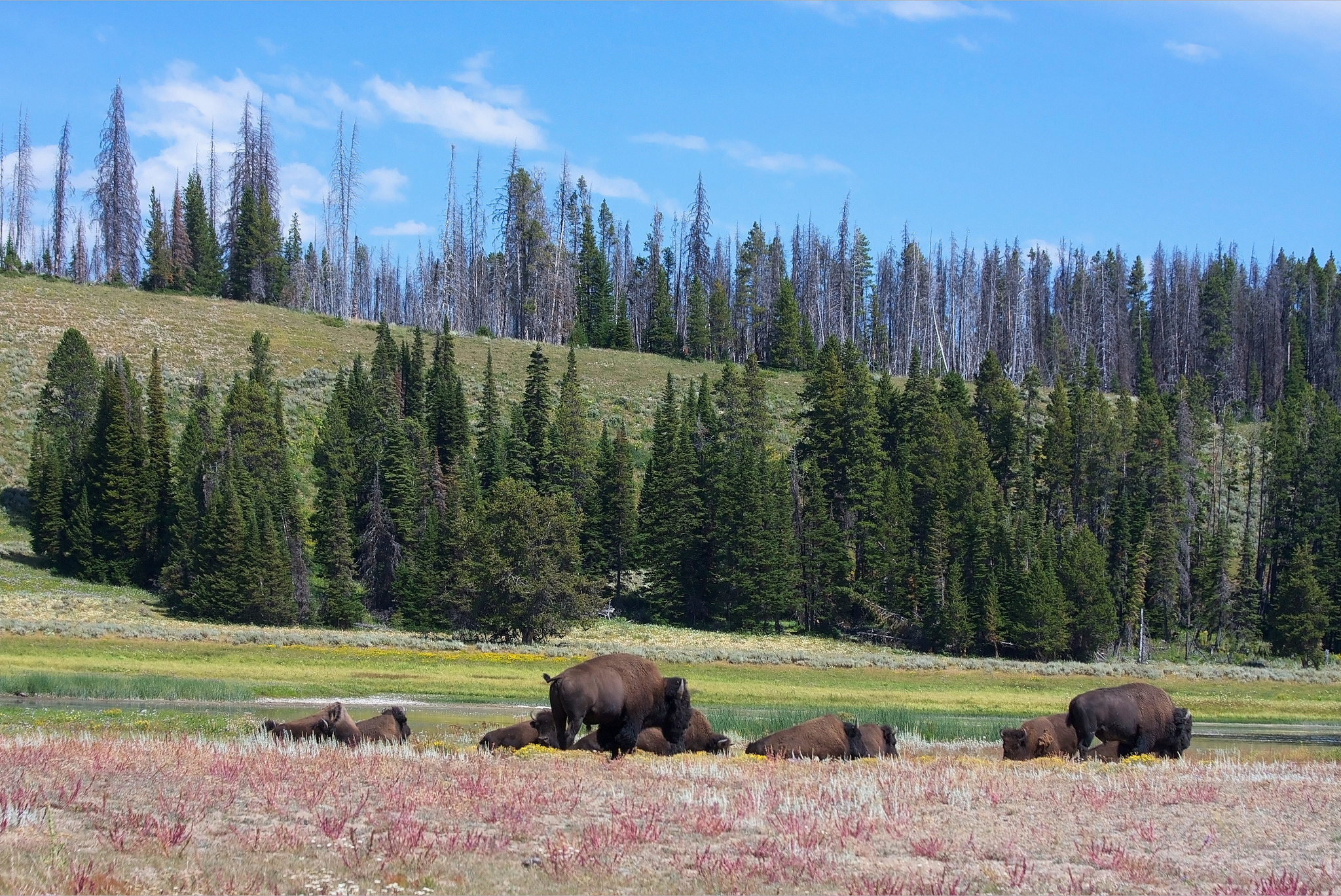 5 paragraphs of north america