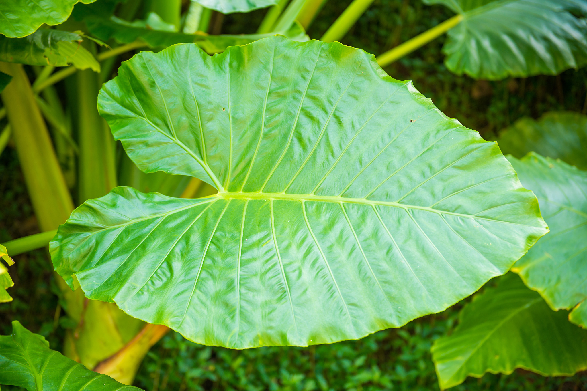 big green leaf in forest