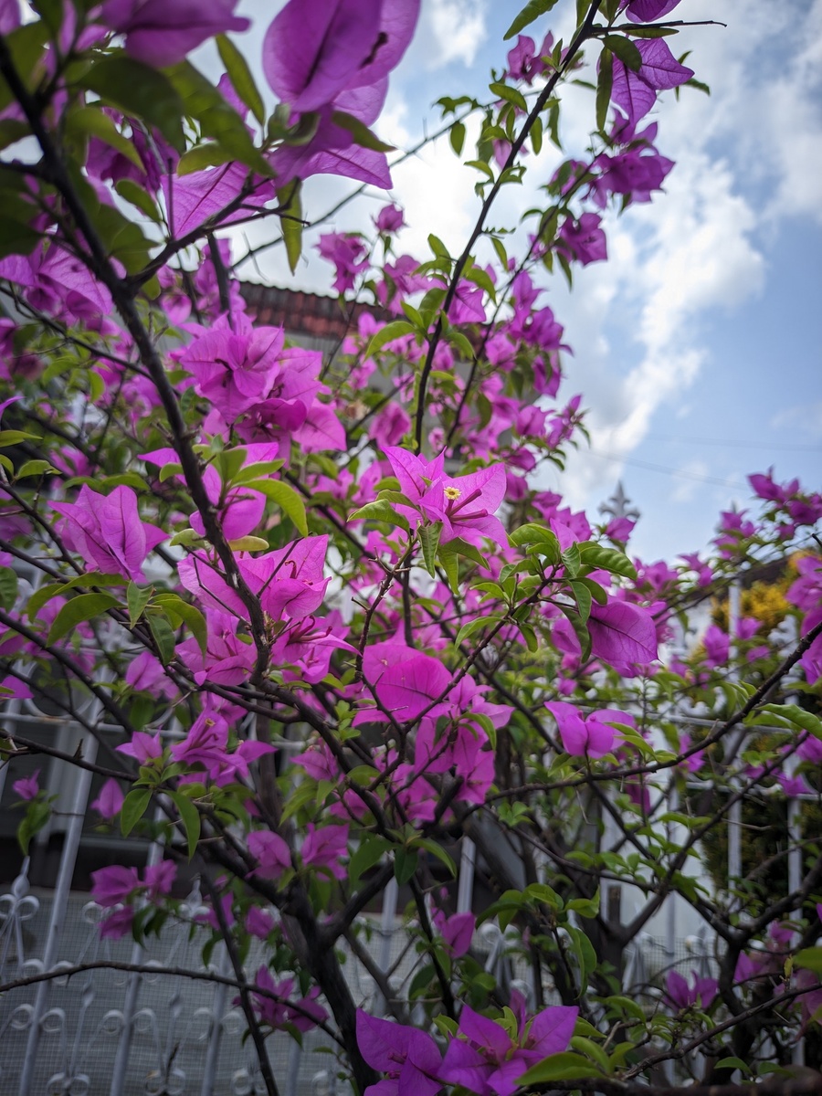 辛夷花和紫荆花区别回答+拓展