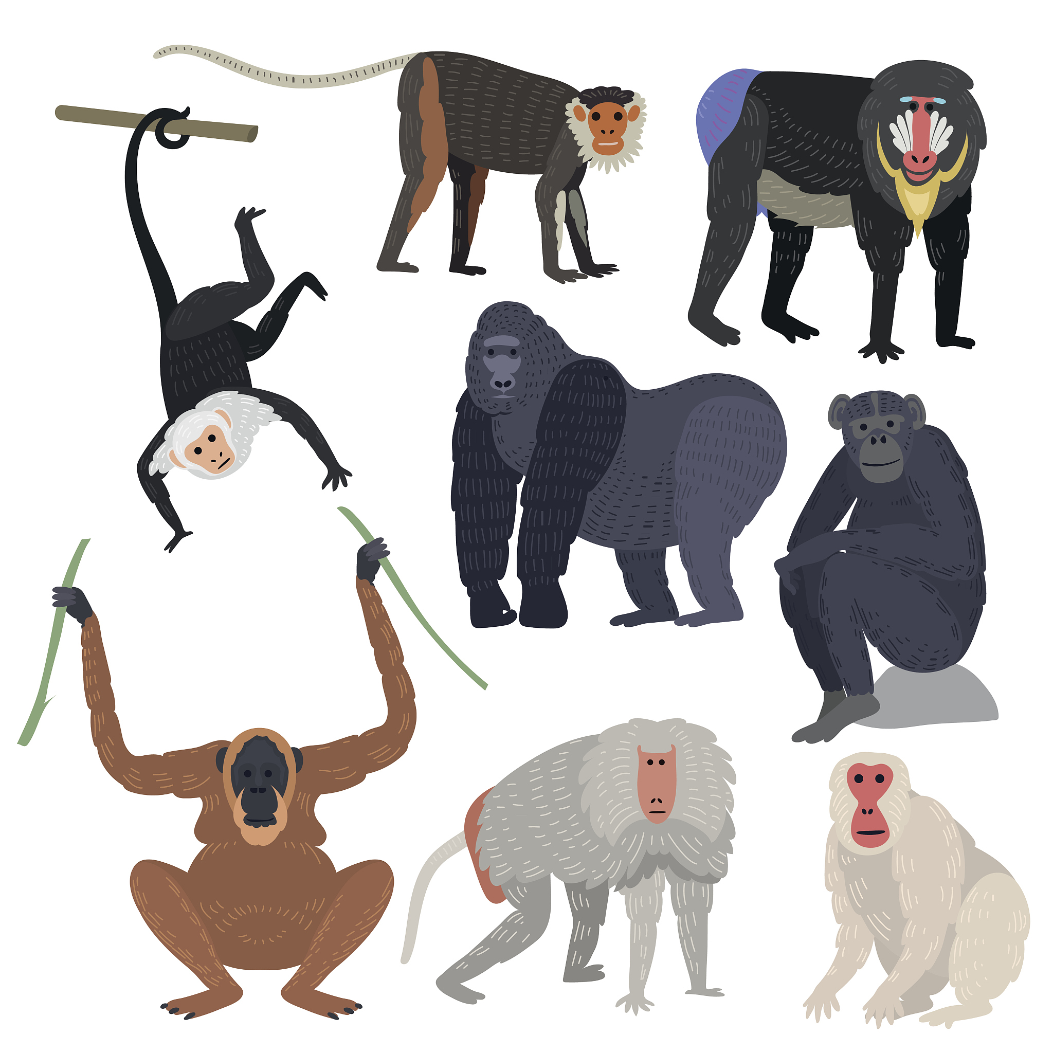 what animals are used to describe an adult man and what do they mean