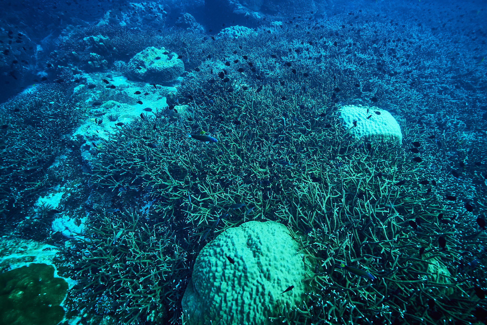 underwater