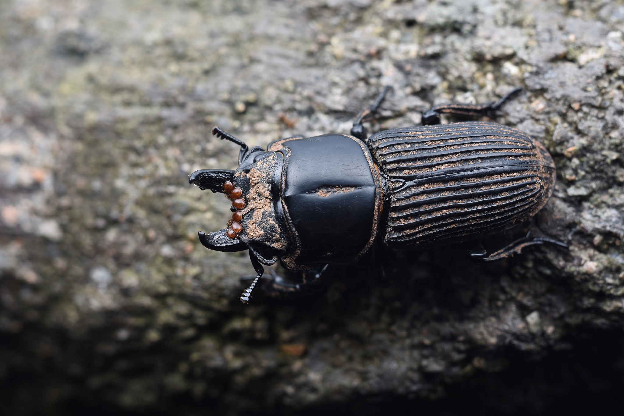 大尖鞘叩甲：分布、特征及防治