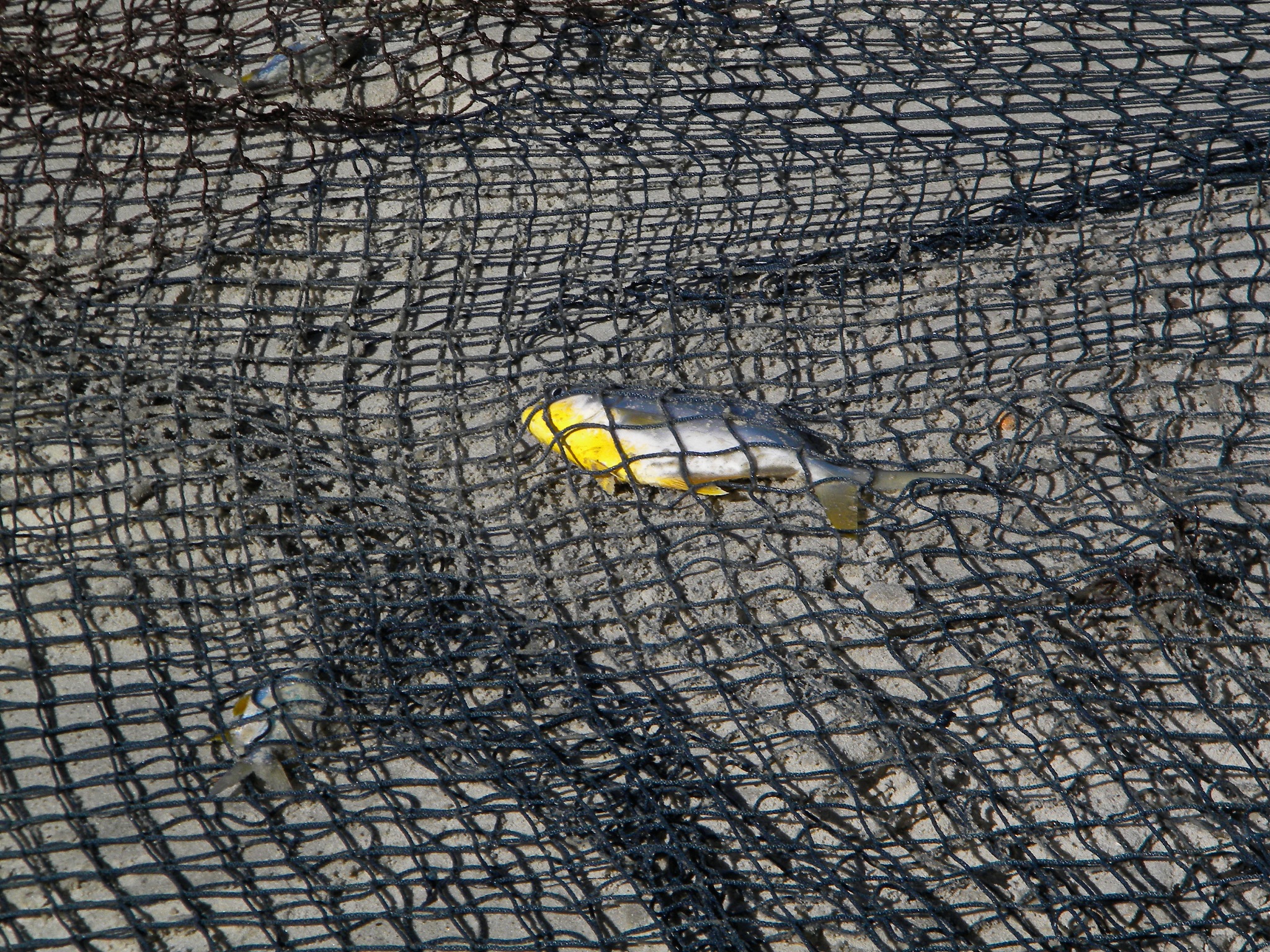 威海海洋职业学院水产养殖技术专业涉及哪些课程