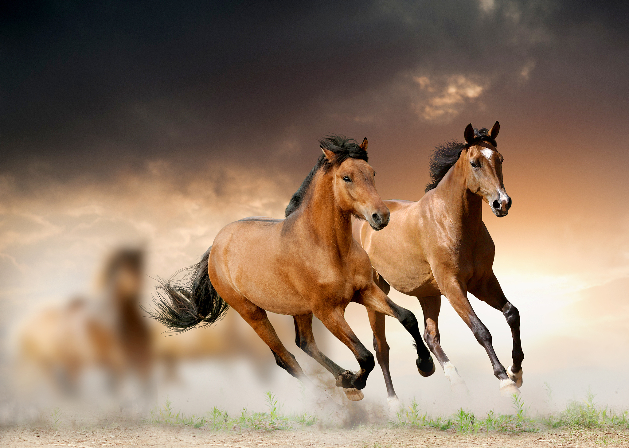 young horses run