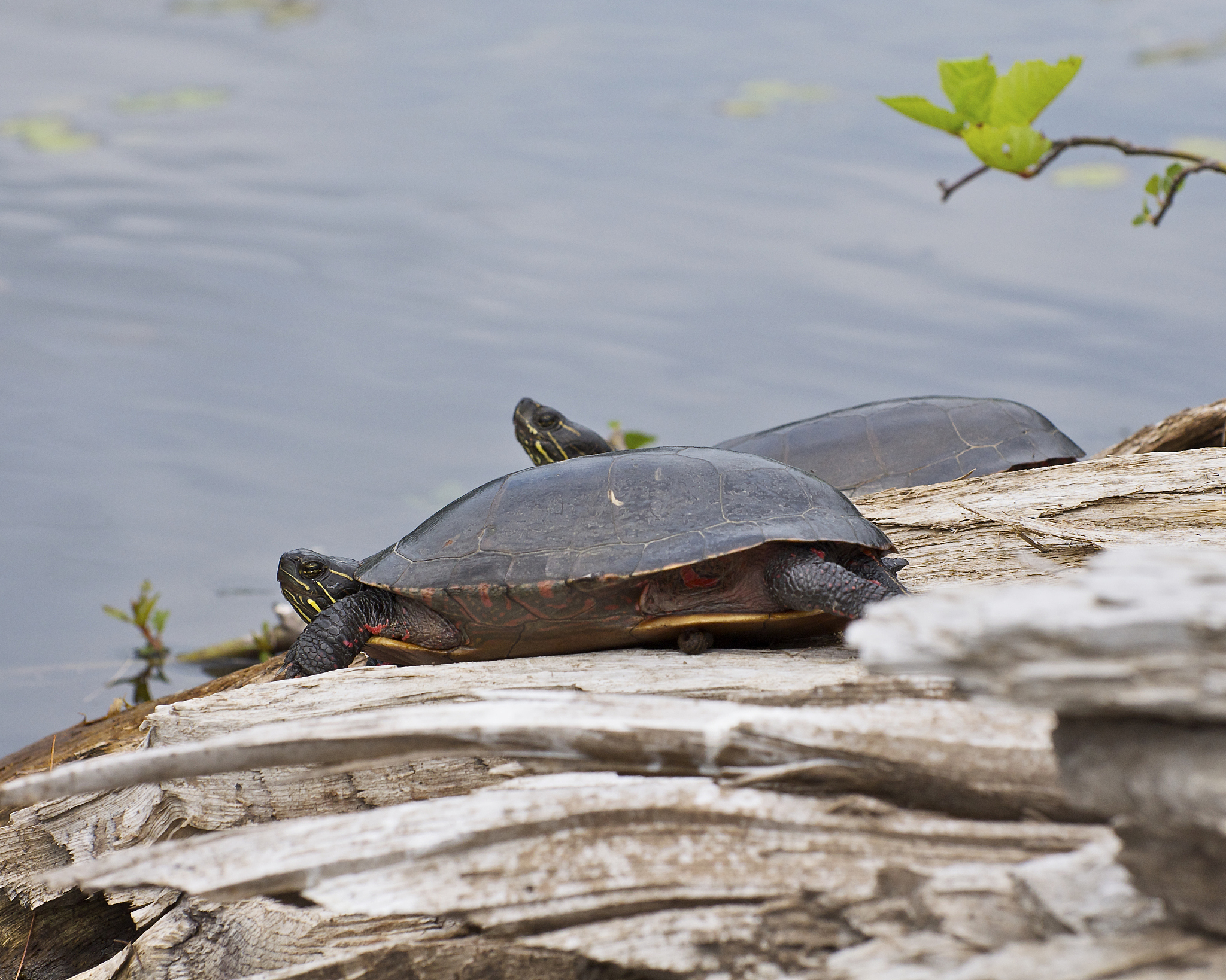 import turtle里turtlebegin_fill是什么作用