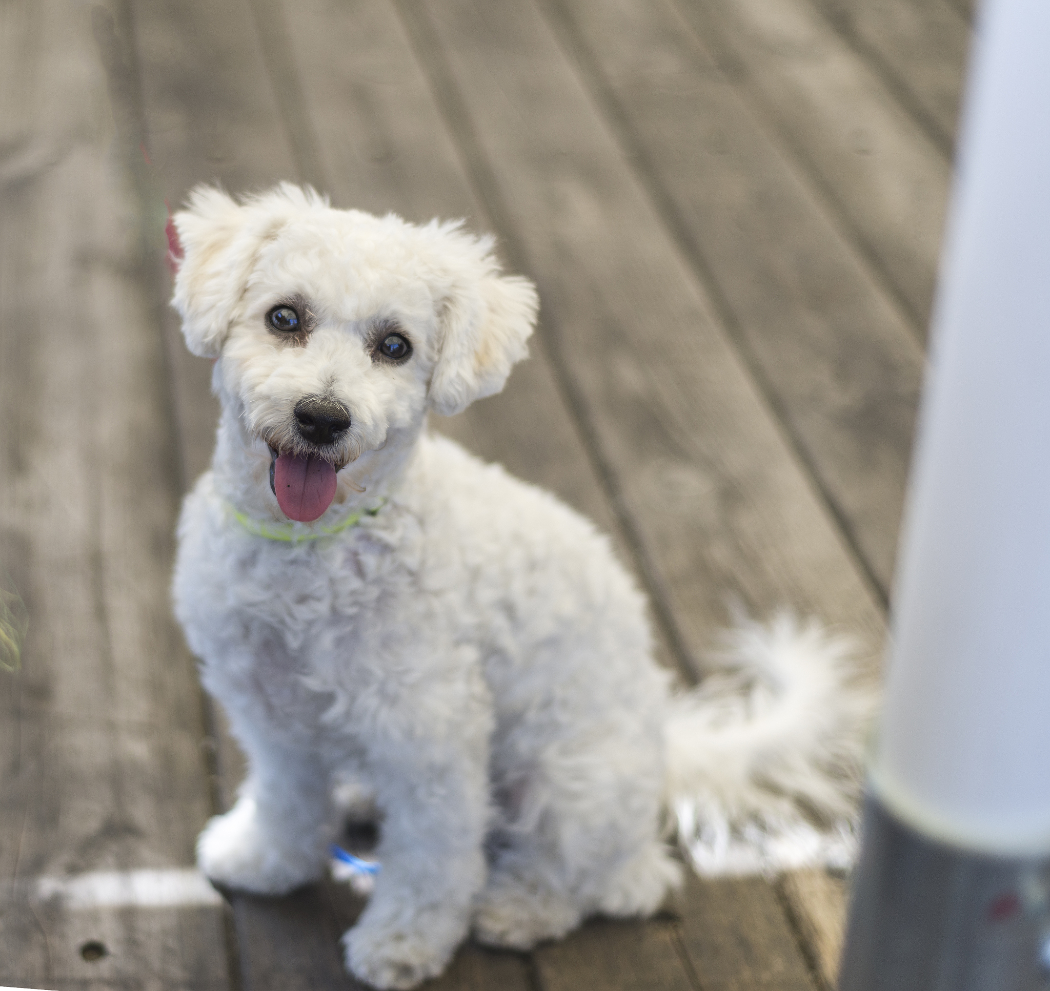 Flight 小型犬哪个品种不容易掉毛？一些小型犬品种不容易掉毛如迷你贵宾犬、西高地白梗犬、比熊犬、约克夏犬等。但是每只狗狗的毛发状况都不同还需要根据个体情况来判断。Flight 雪纳瑞容易掉毛吗？