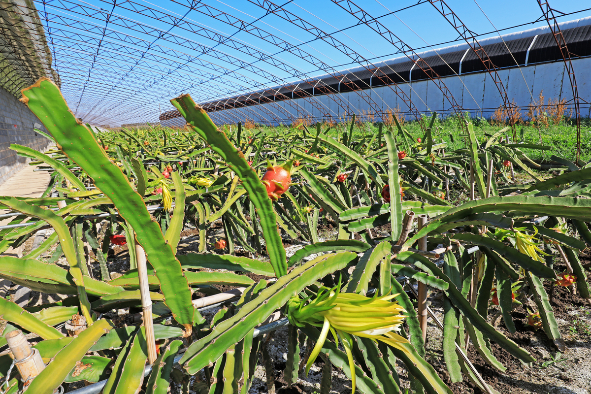 火龙果种植管理