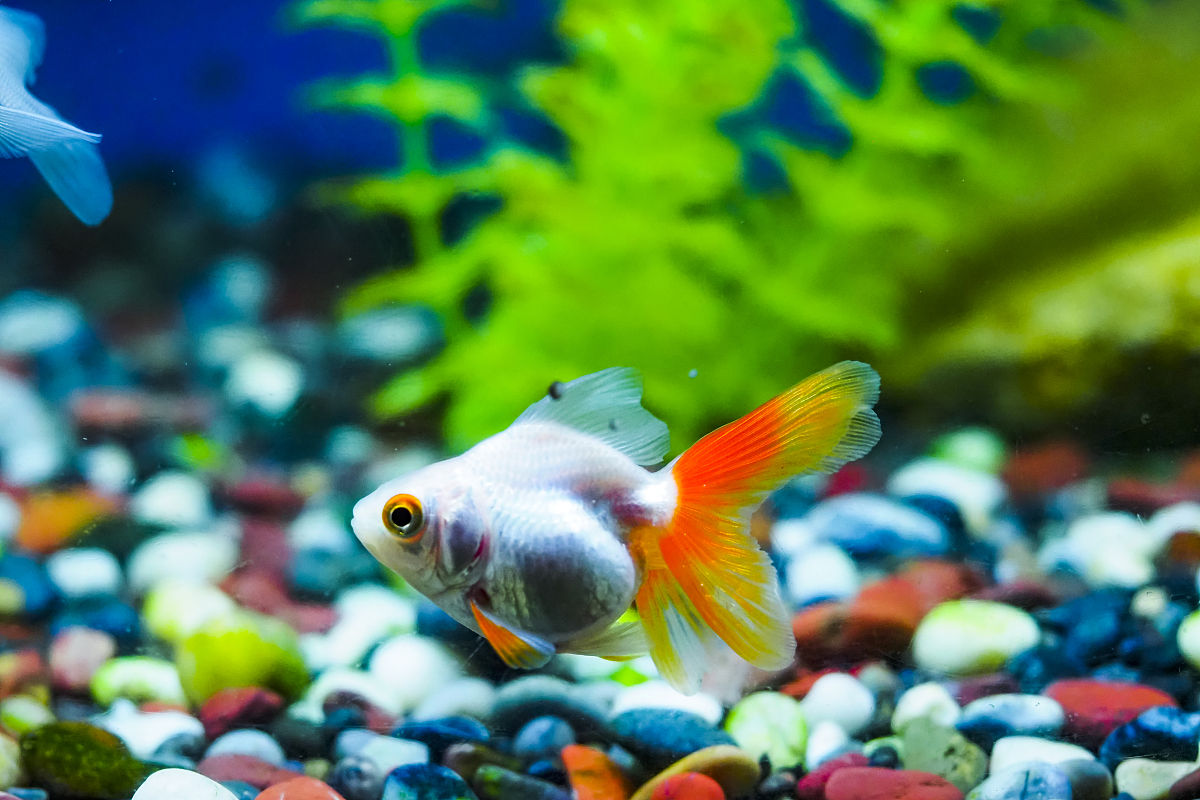 观赏鱼种类大全：金鱼、孔雀鱼、神仙鱼、热带鱼等