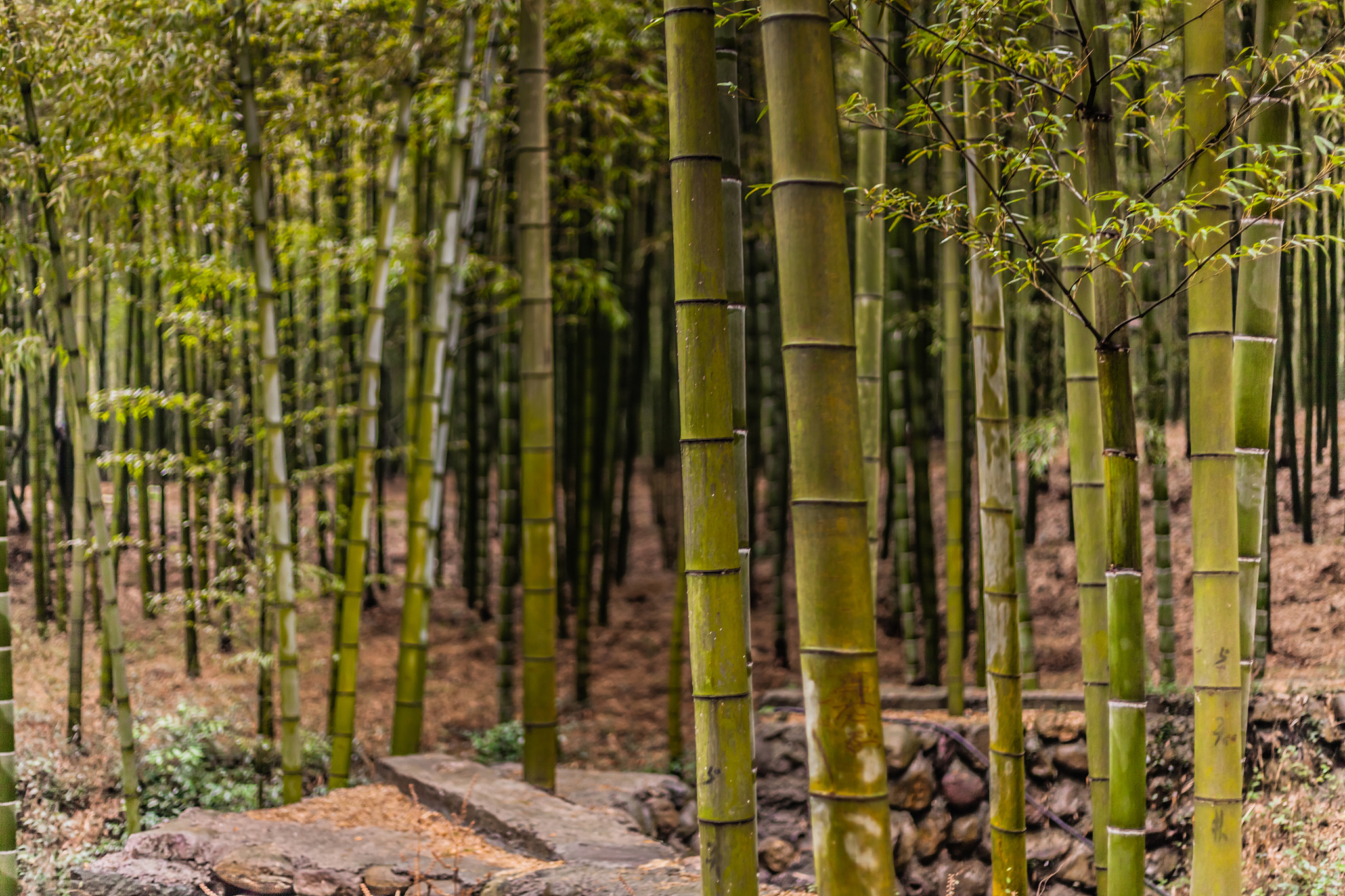 anji bamboo forest