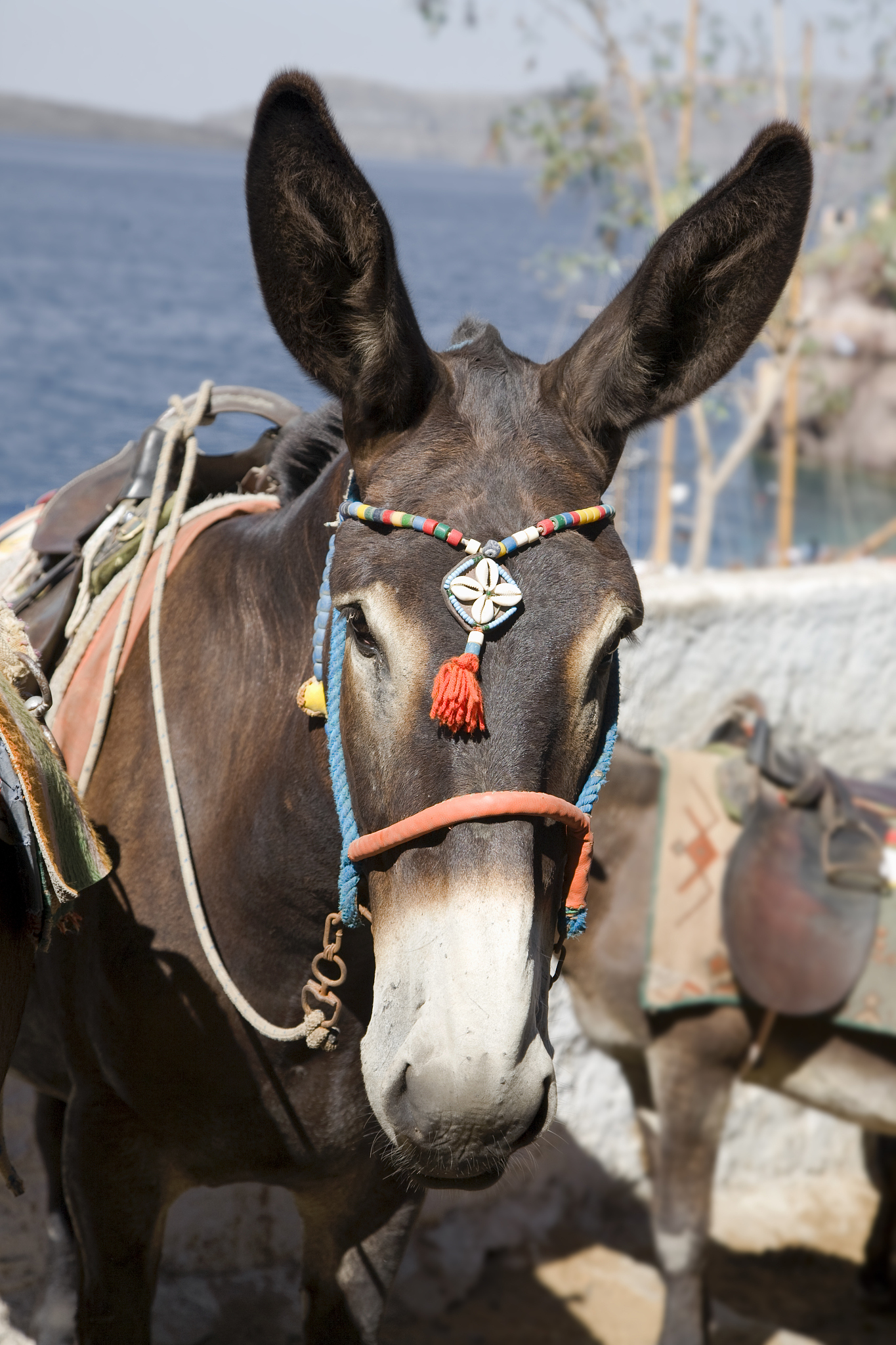 greek donkey