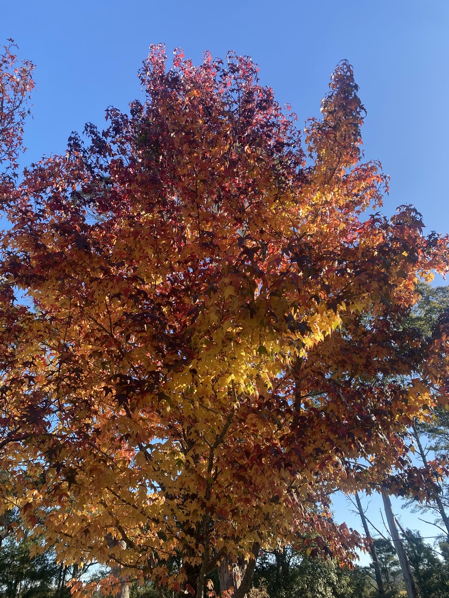 枫香种植密度：一亩种多少颗？