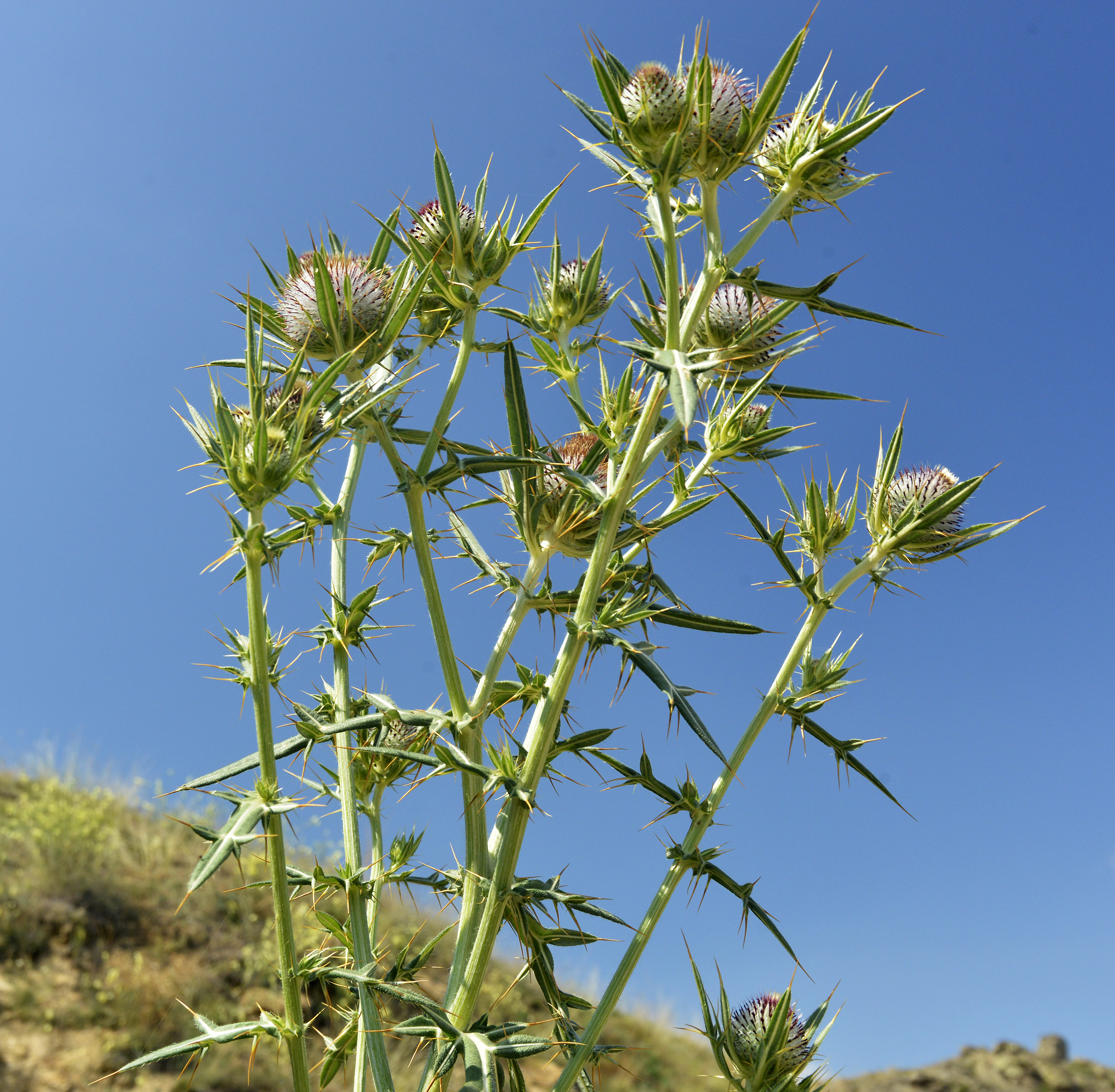 burdock on the mountain meadow