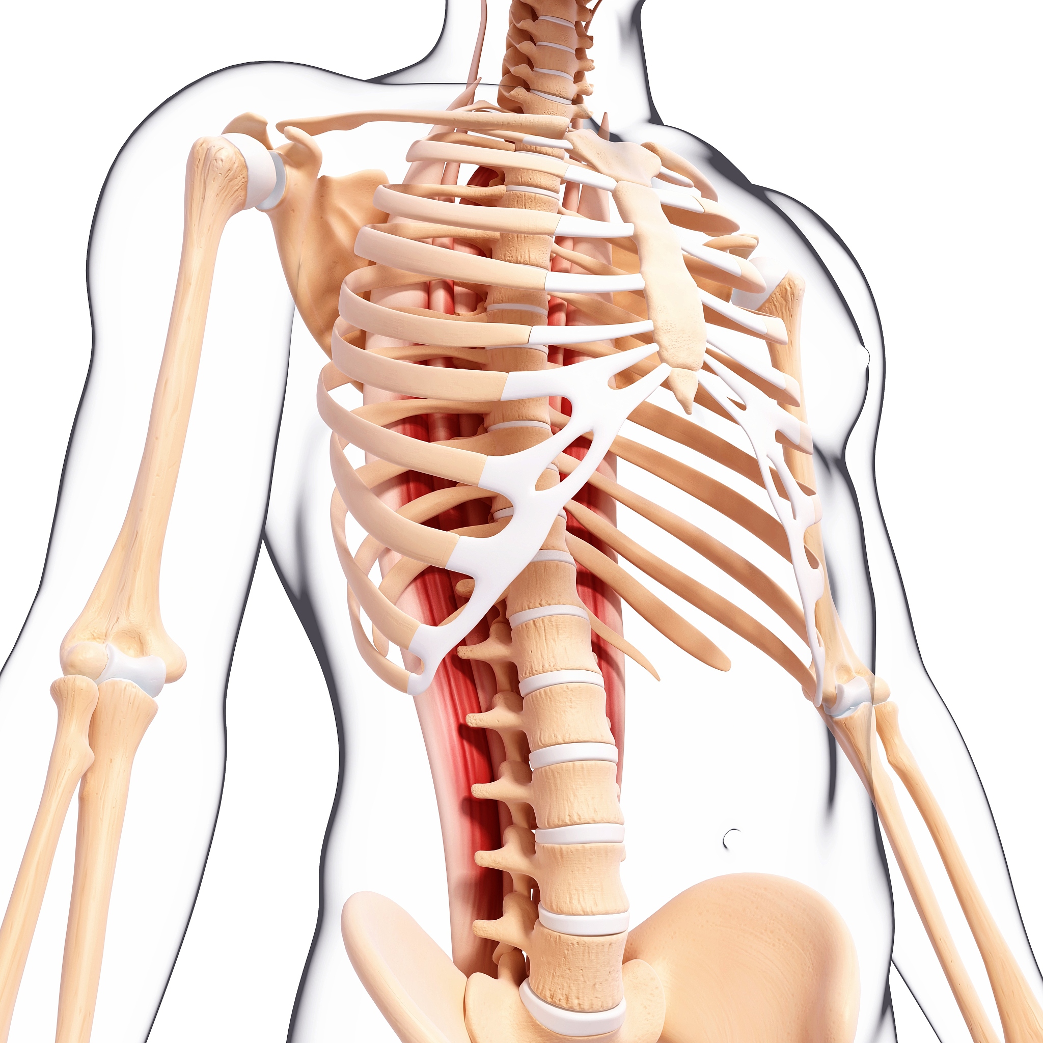 人体躯干的名称：躯干、胸膛、腰部、腹部等