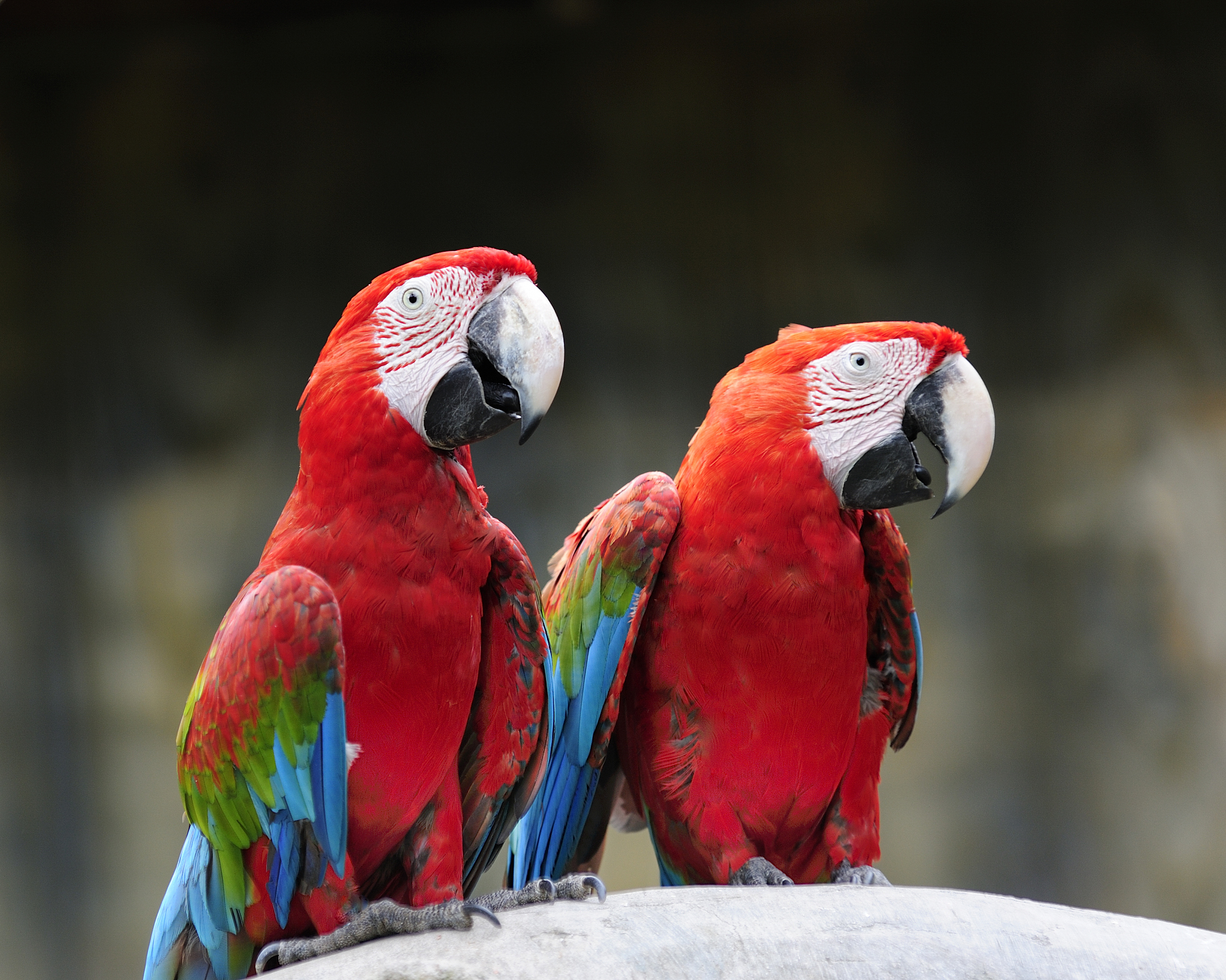 5 个创意十足的鹦鹉主题实验室安全吉祥物名称