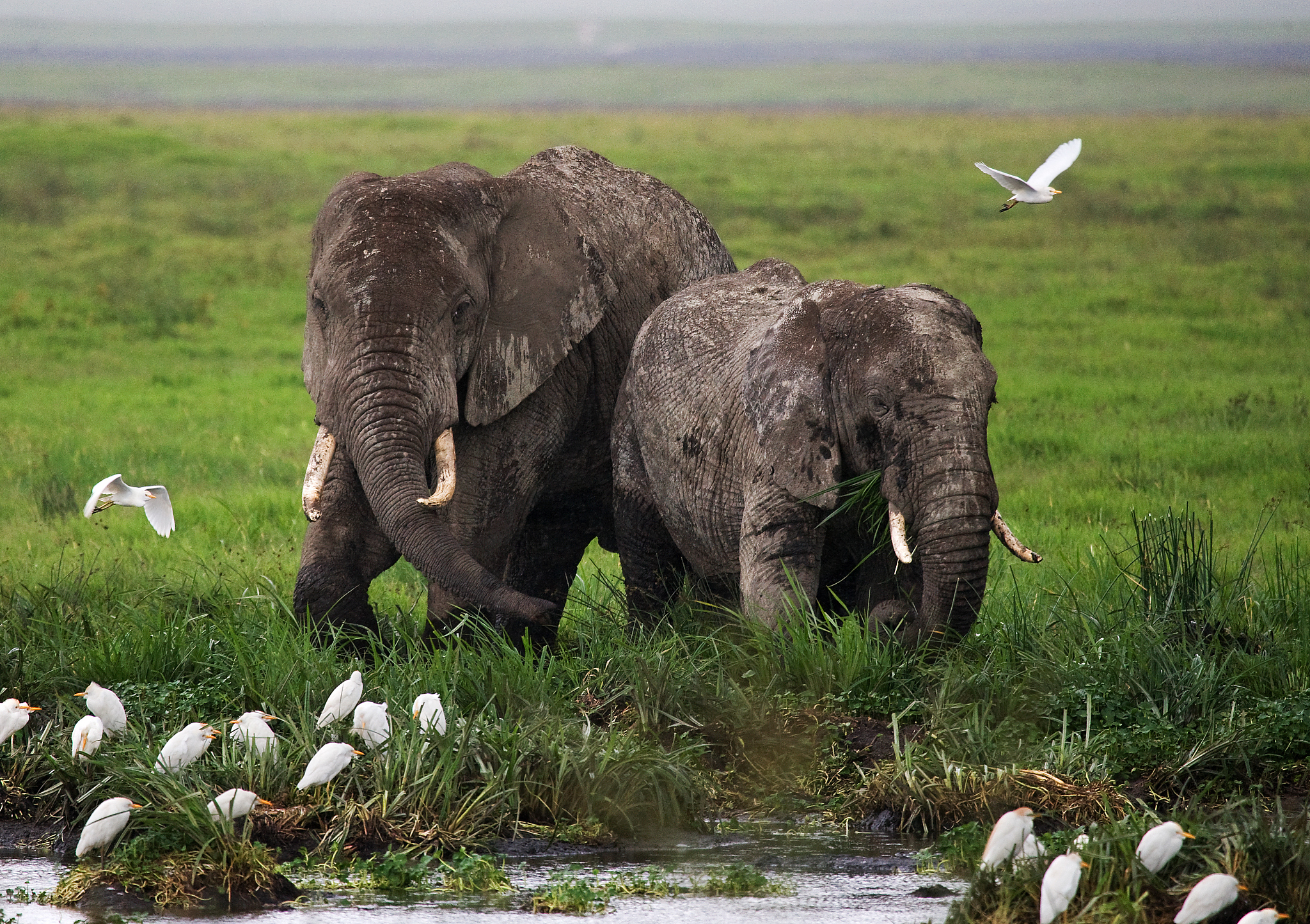 two elephants in savannah.
