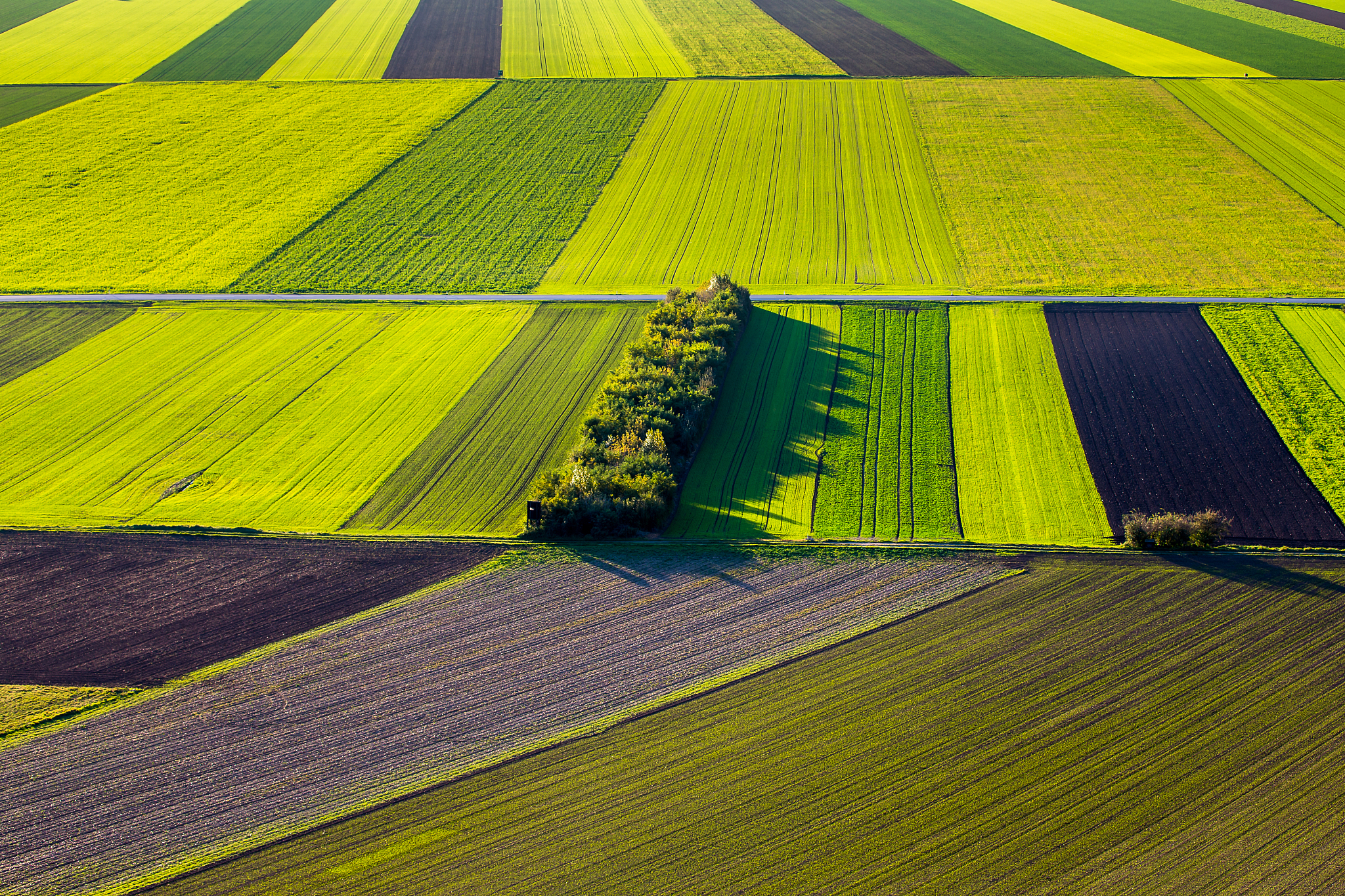 野生大豆饲用品质研究：不同生境的影响