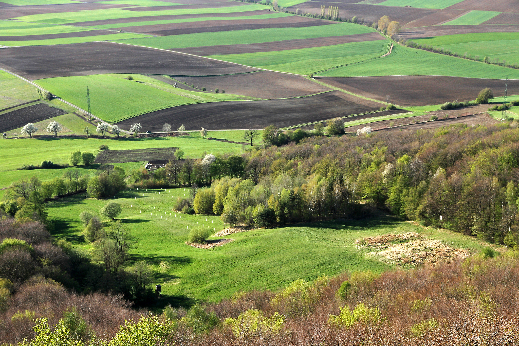 the lush green landscape of austria during spring.