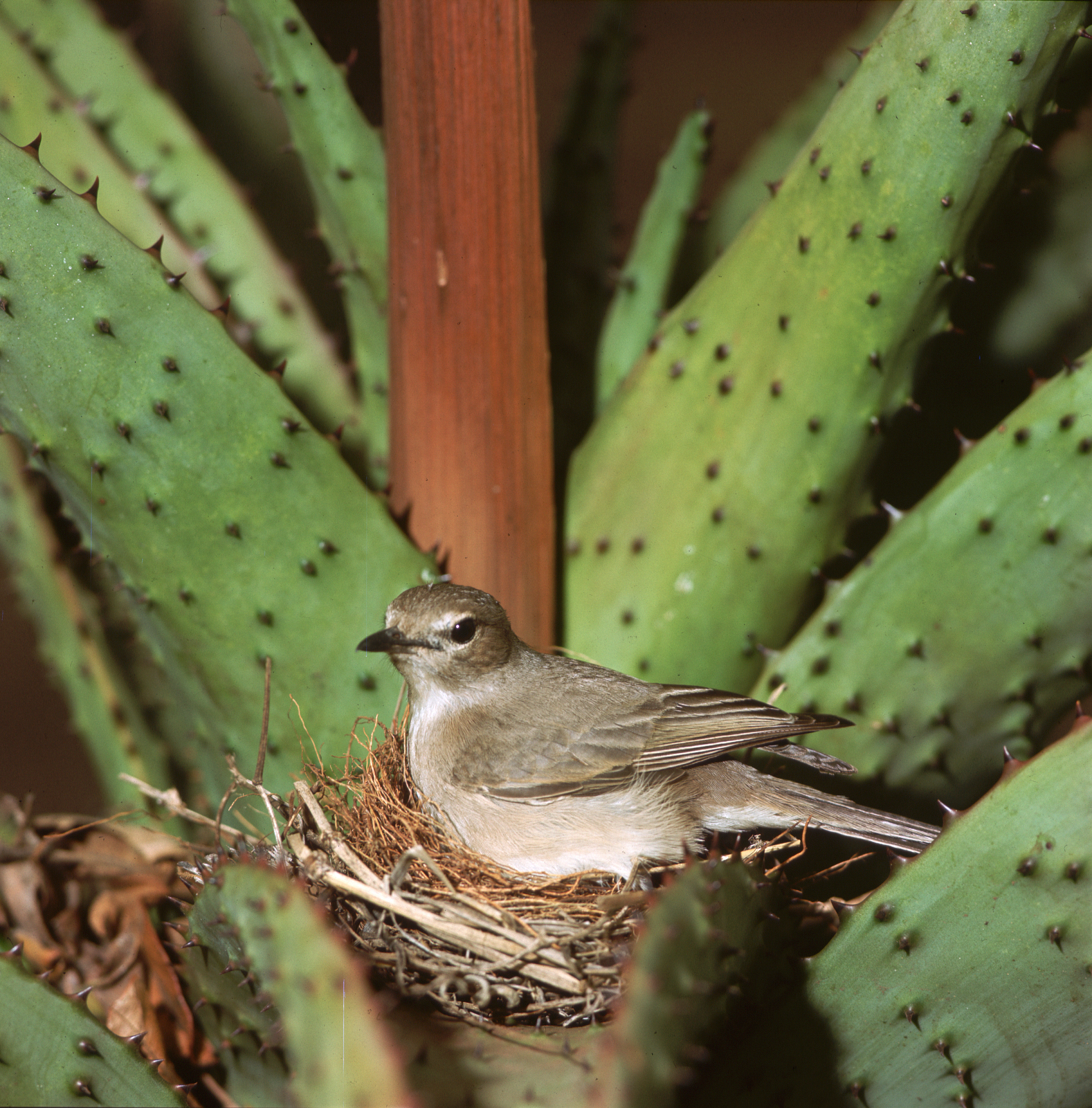 Chlamydia avium: Bird Infection, Symptoms, and Prevention