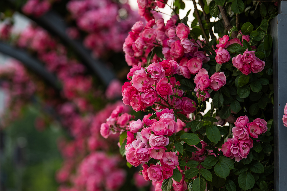 蔷薇花开春意浓：下一句是什么？